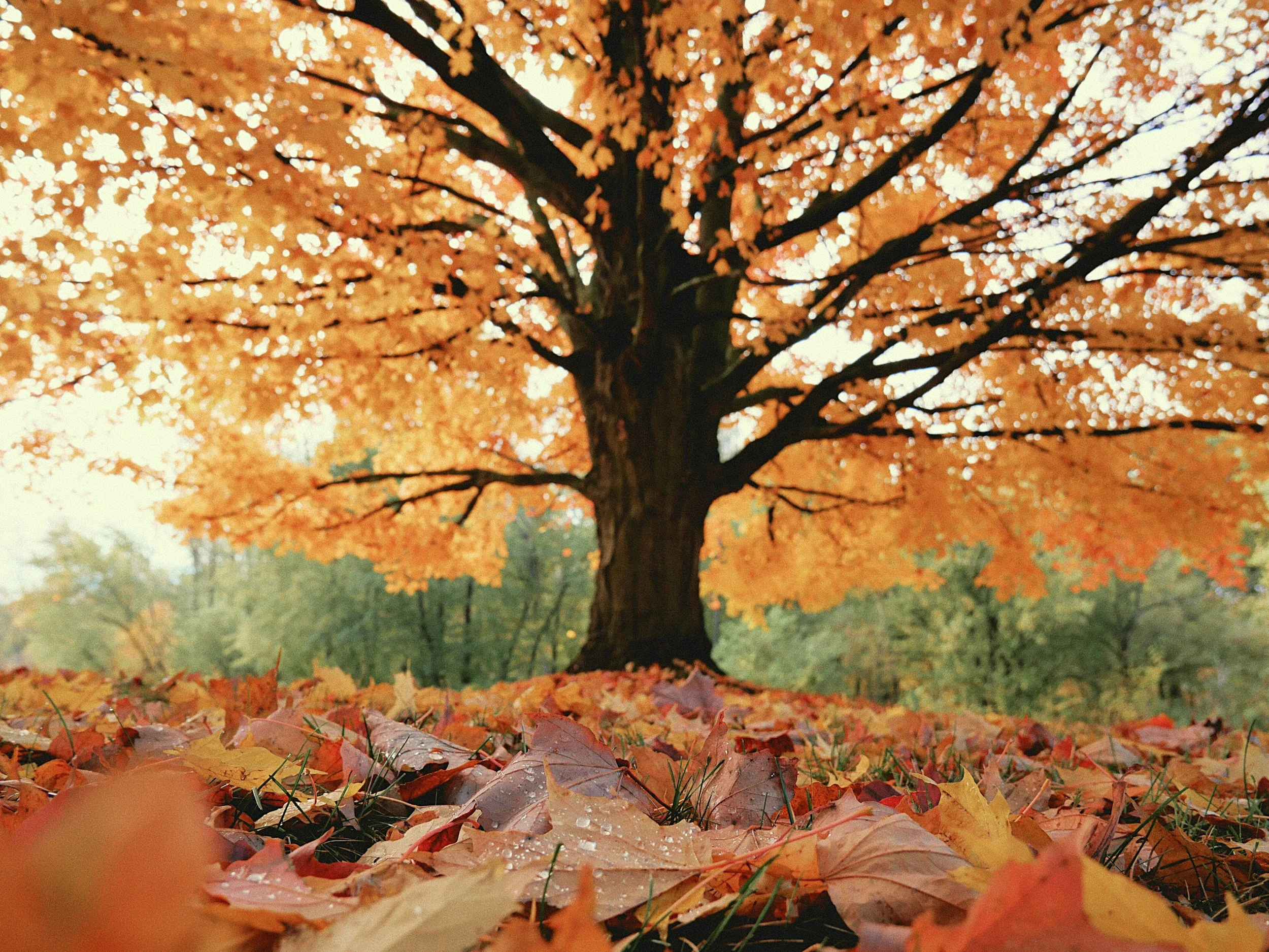 Letting Go This Fall: A Season of Release