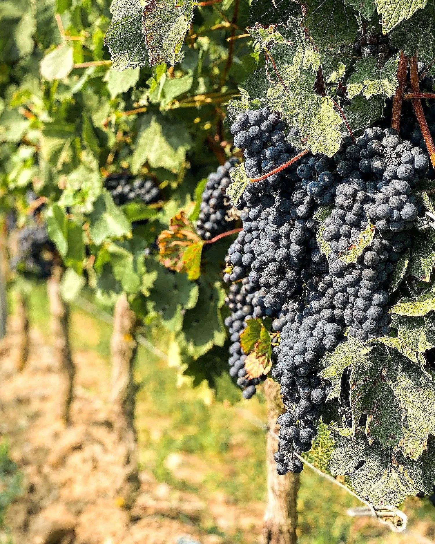 Biblical Health &amp; Healing Pt. 2