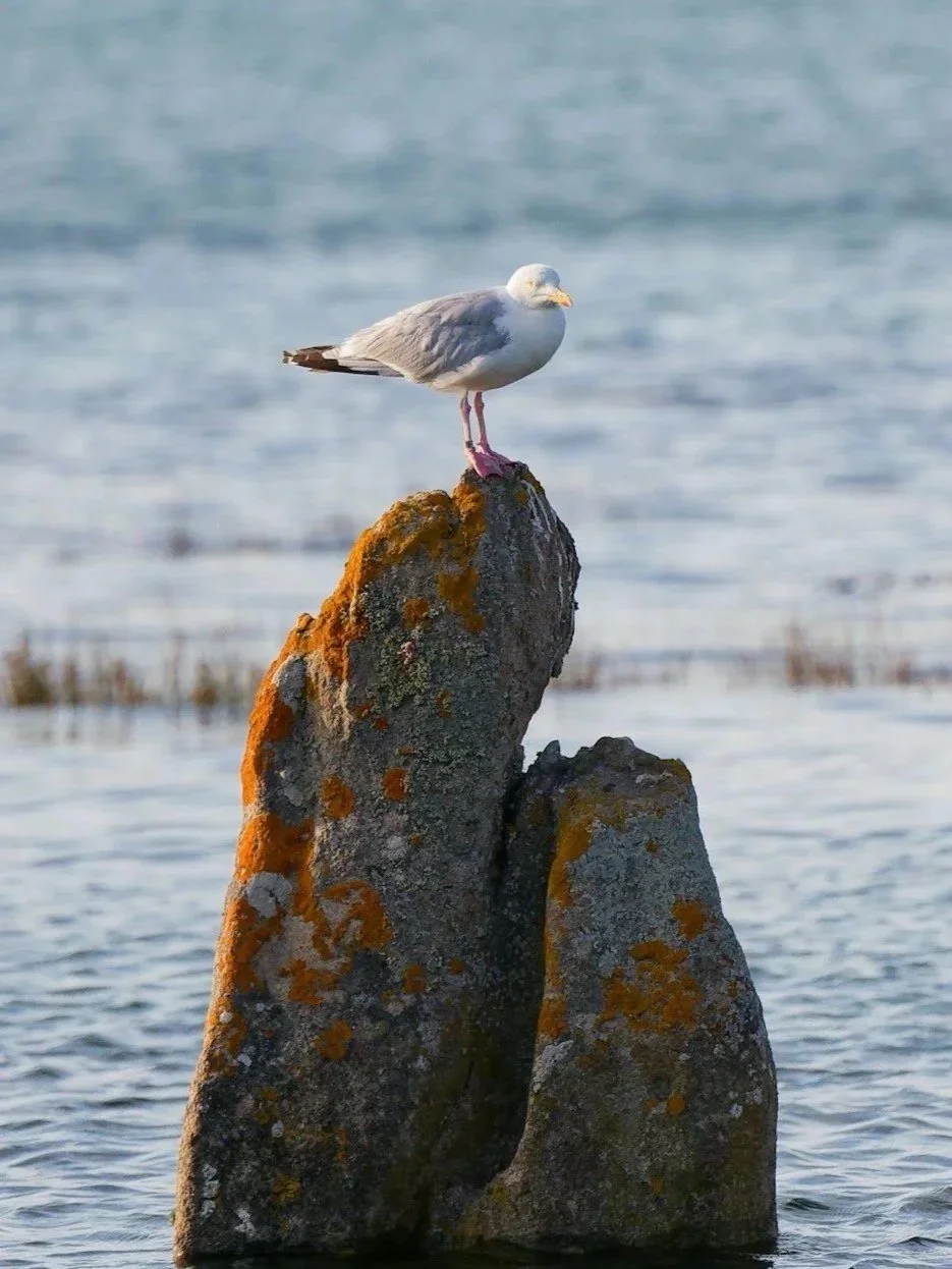 Why We Must Be Born Again