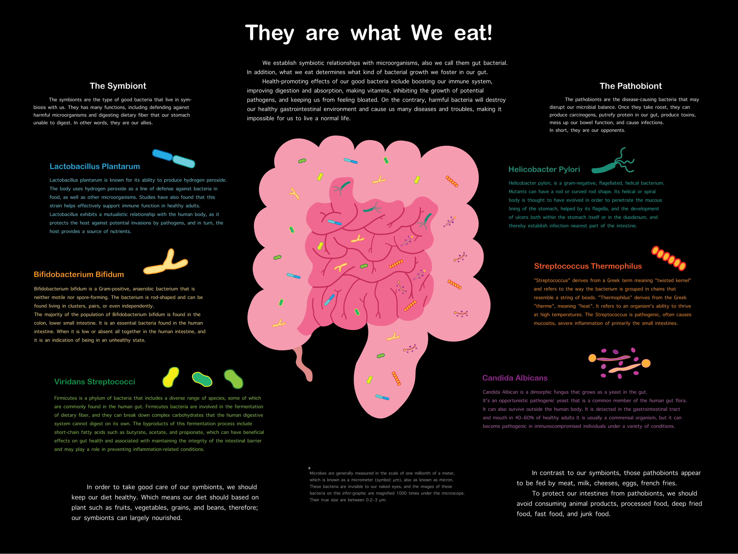 Infographic of Gut Microbes in the Small Intestine.png