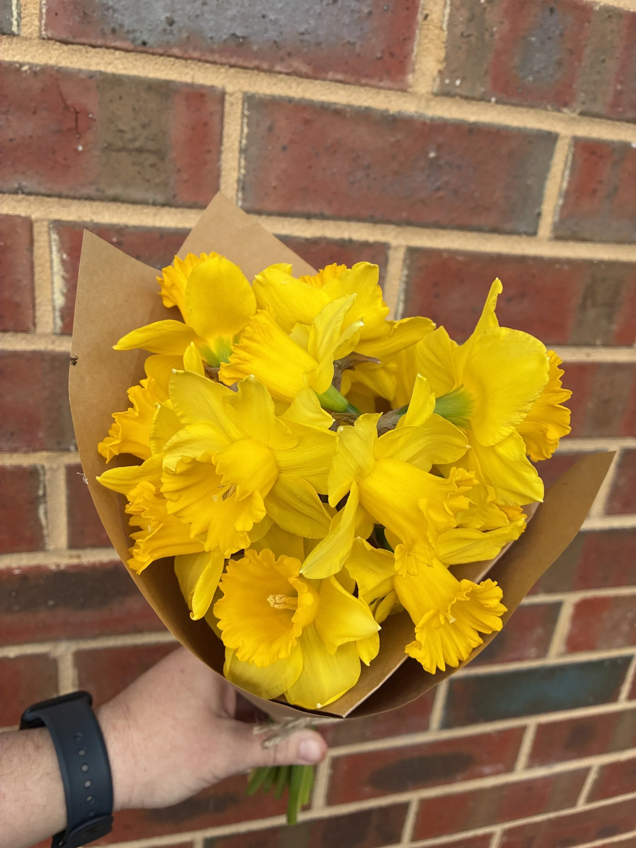 Daffodil Bunch – Click & Collect