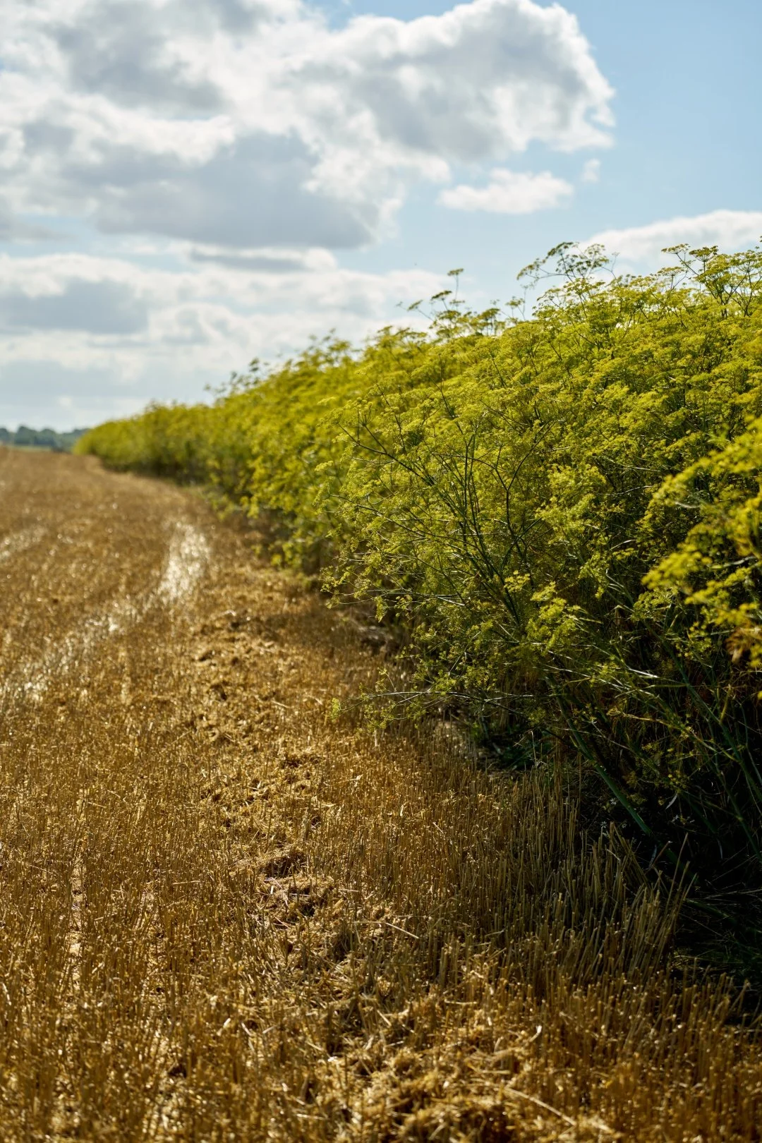 Ergebnis der Ernte: Keine Schäden am Blühstreifen
