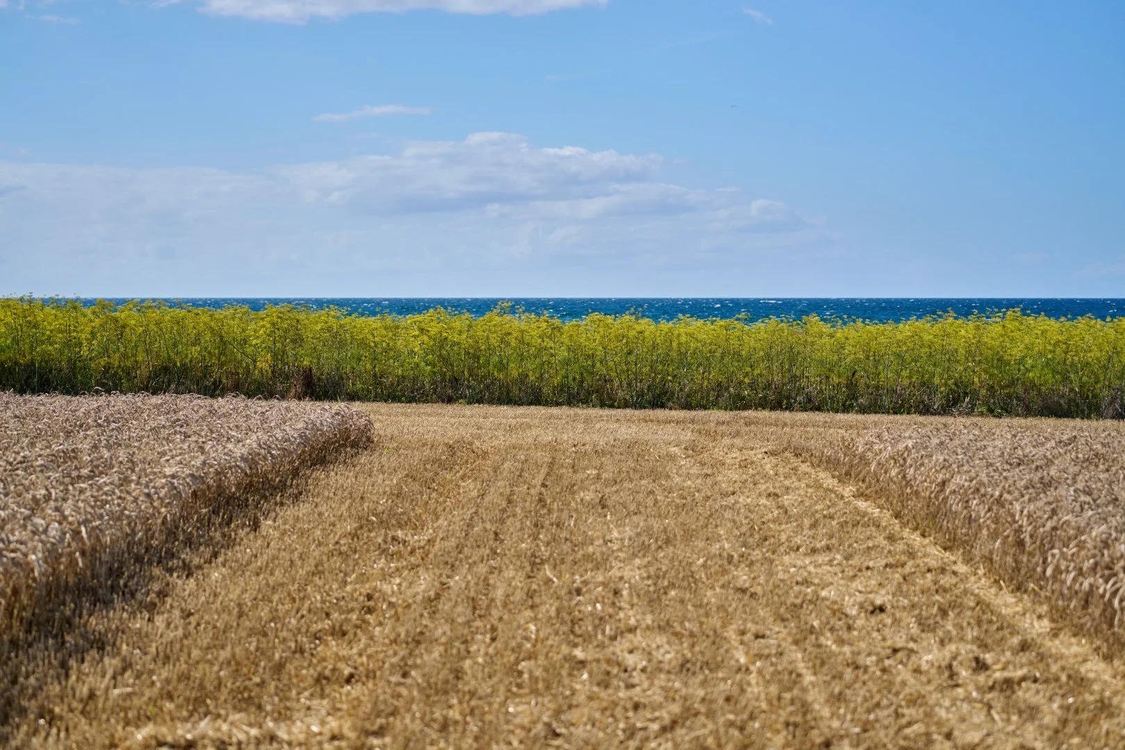 Blühstreifen mit der Ostsee im Hintergrund
