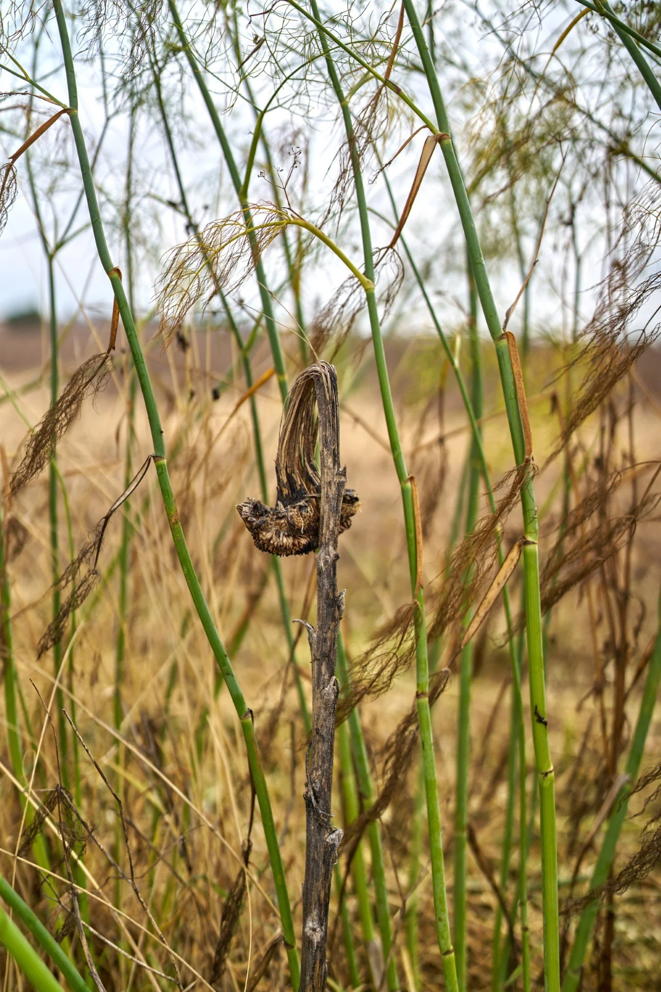 Sonnenblume aus dem Vorjahr