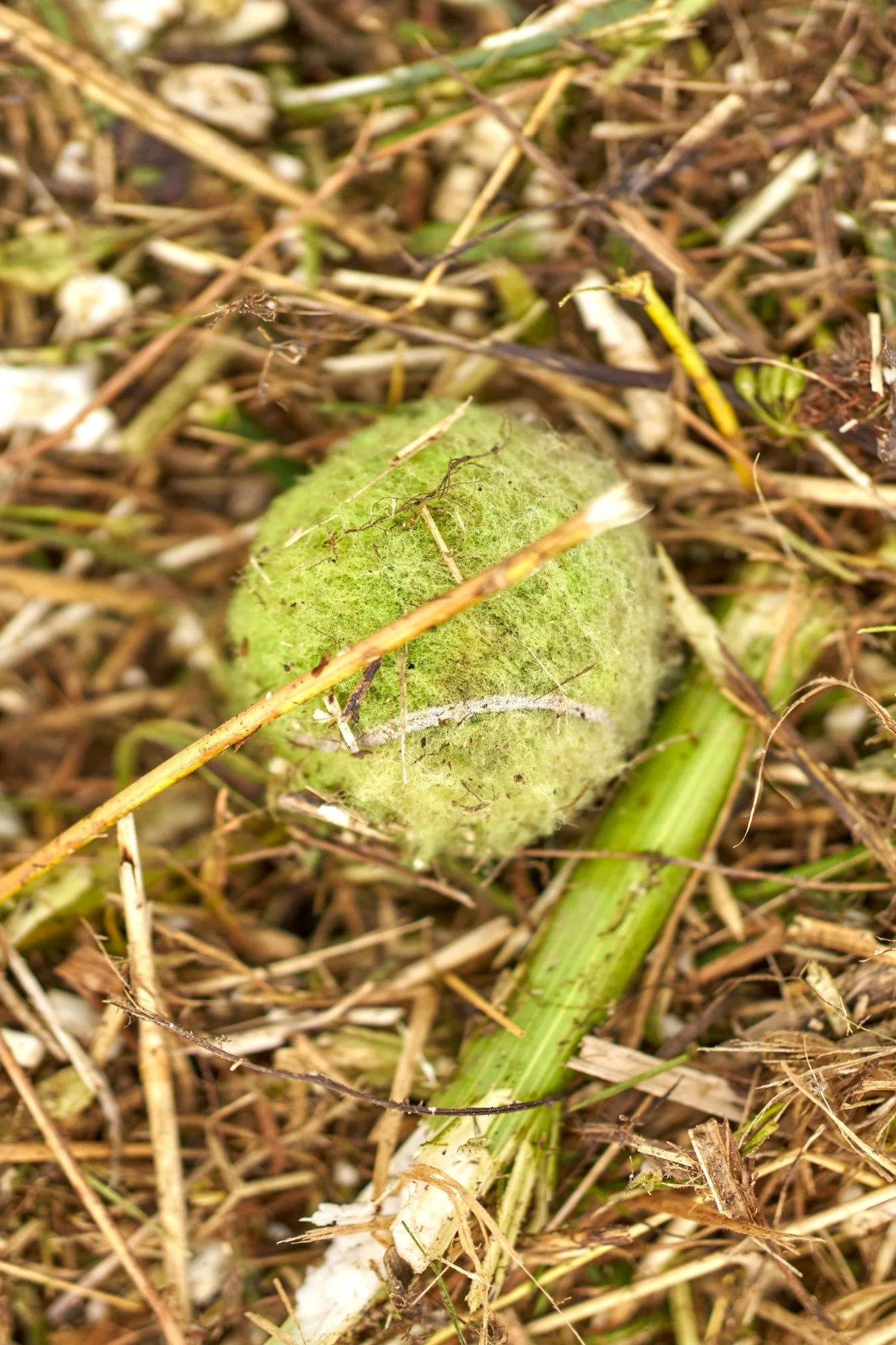 Vergleich mit Tennisball