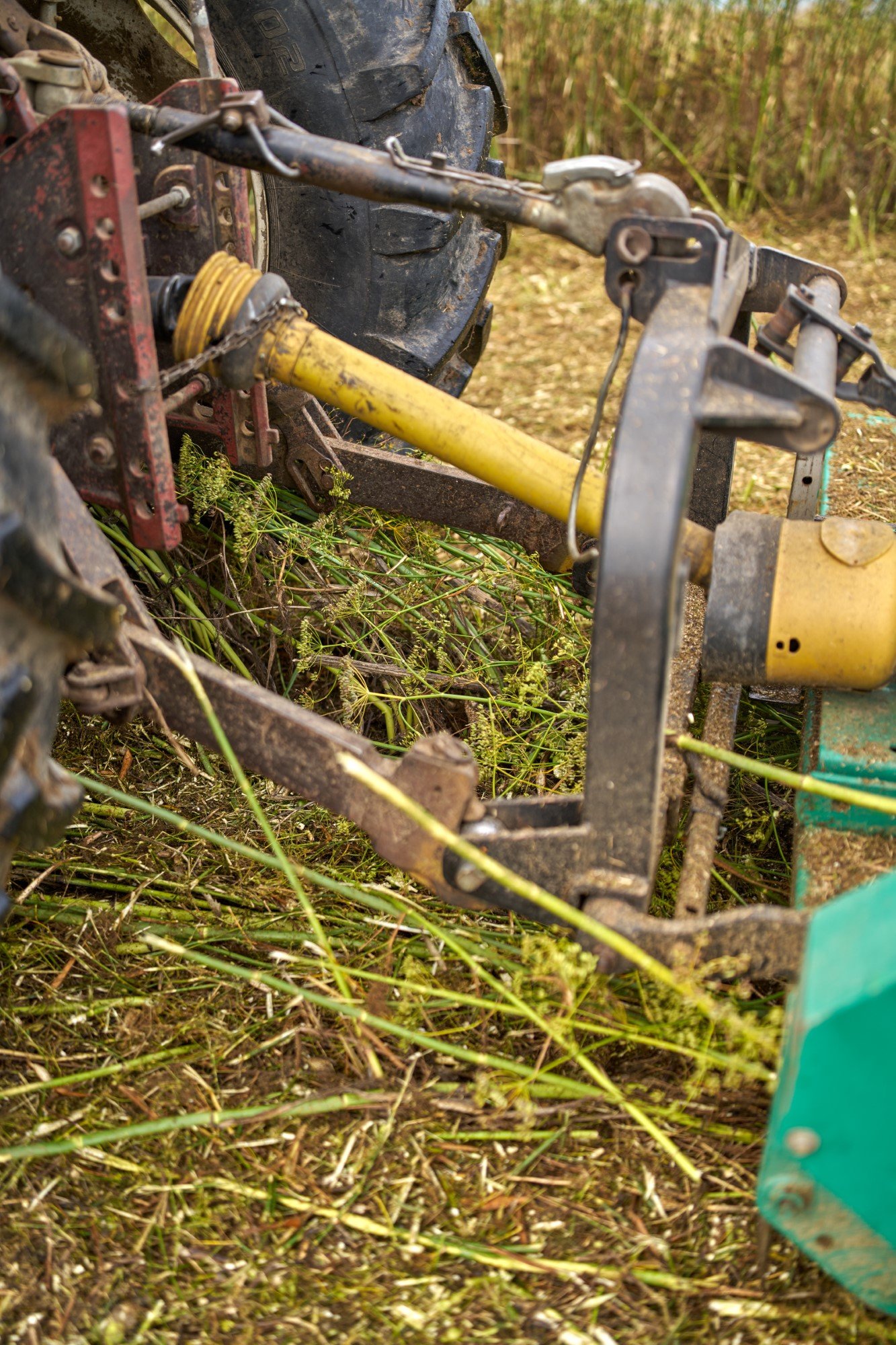 Fenchel wird in den Mulcher gezogen