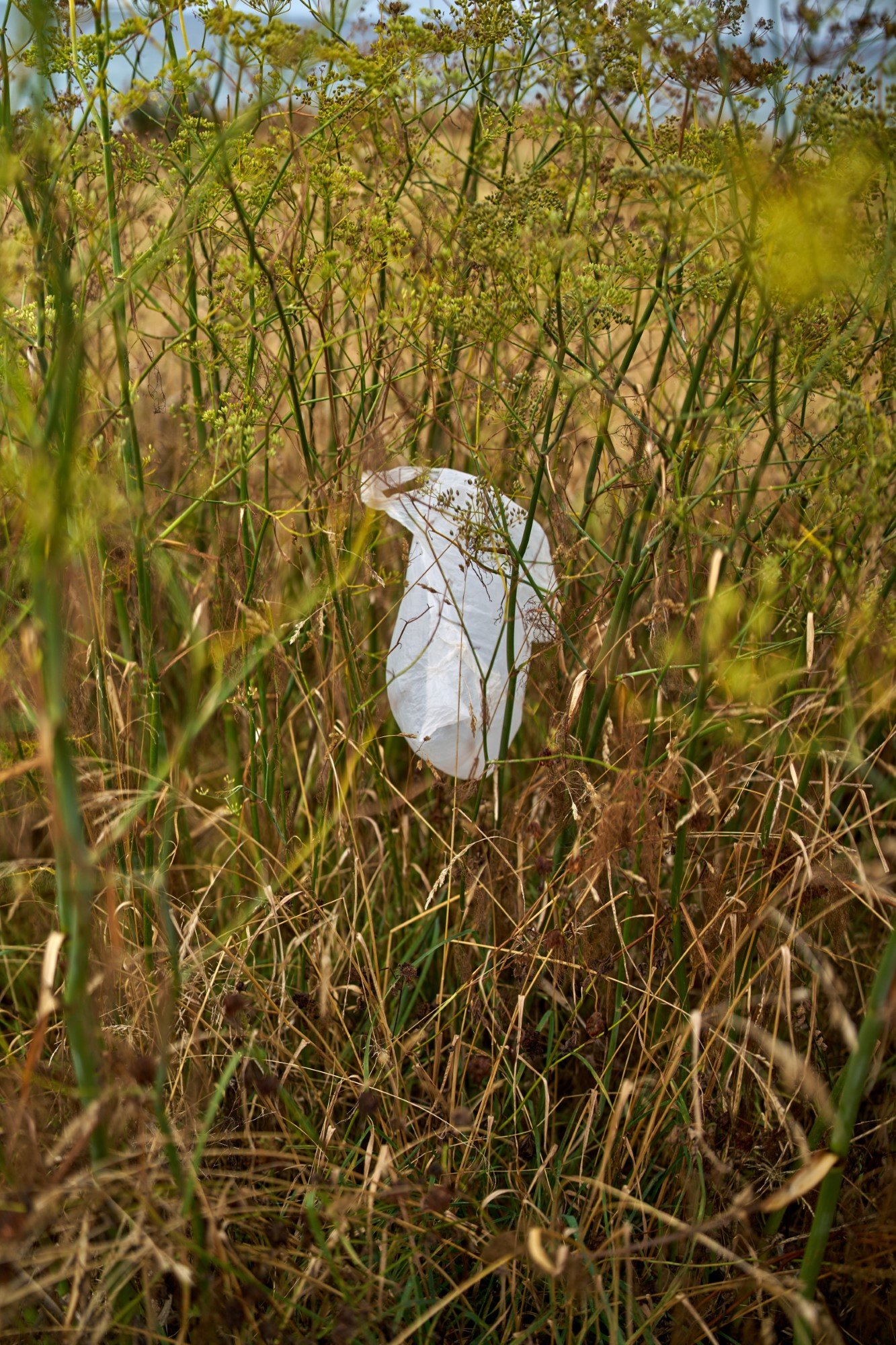 Plastiktüte im Blühstreifen