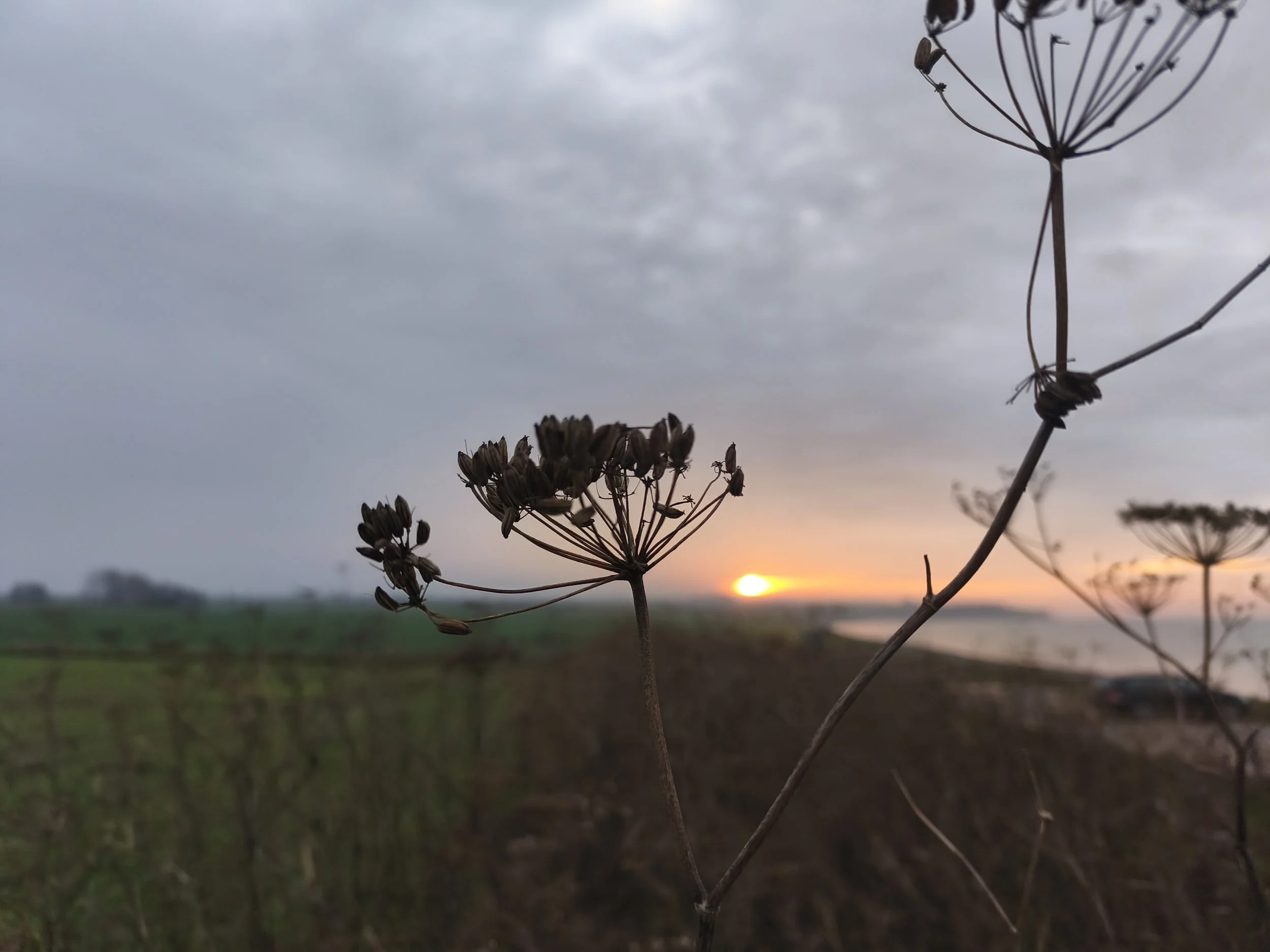 Fenchelsaat im Sonneuntergang