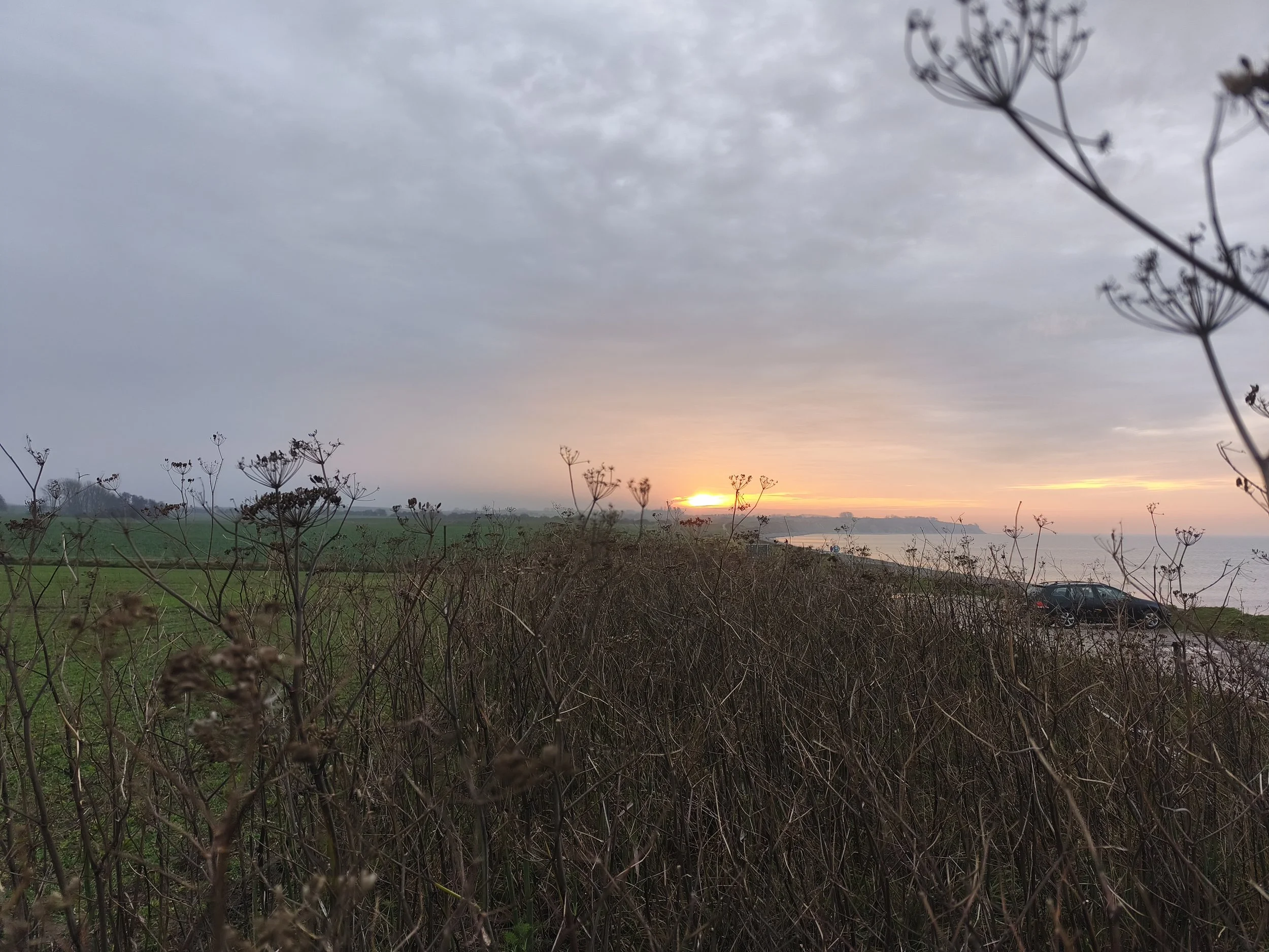Blühstreifen im Sonnenuntergang