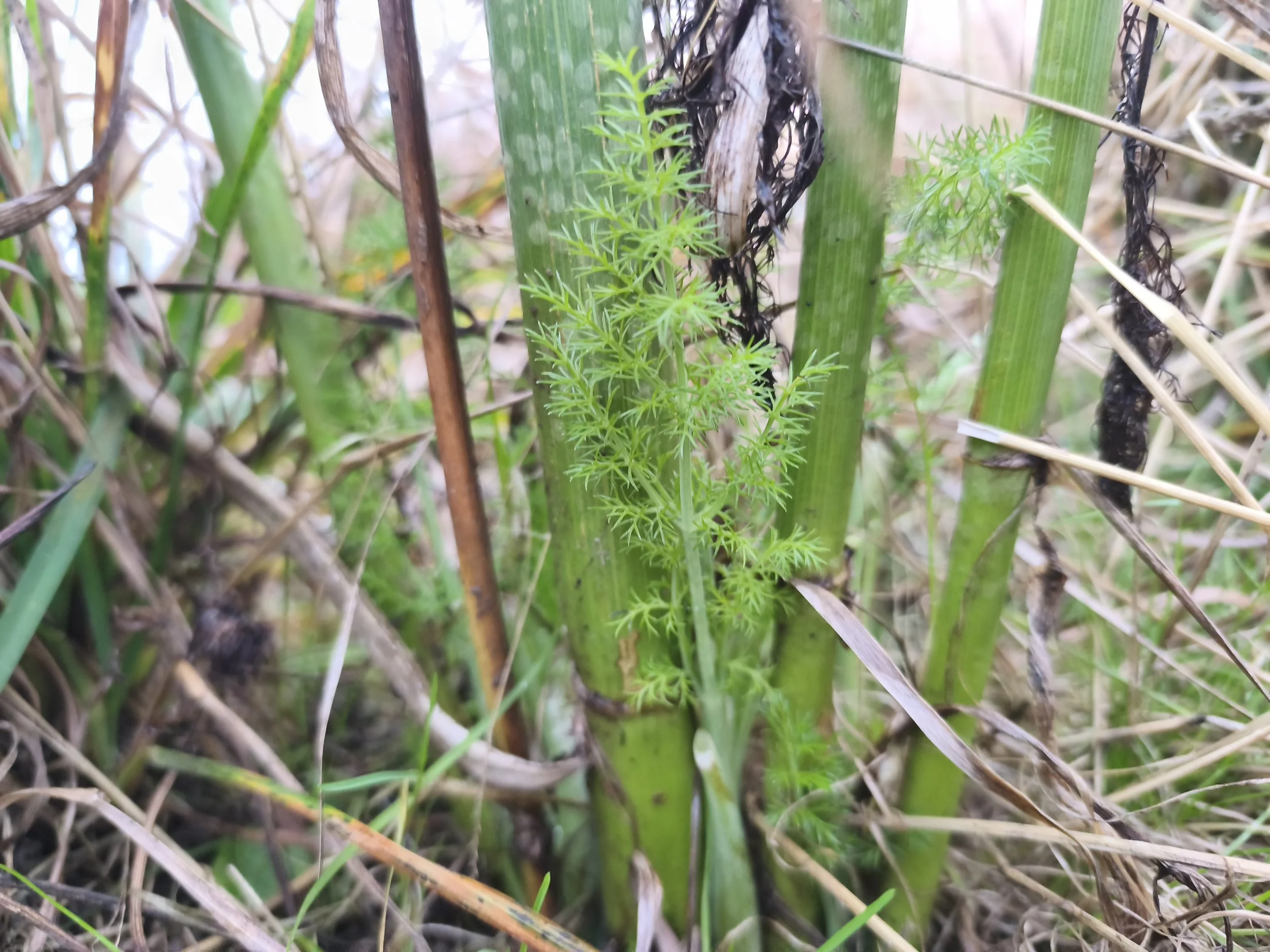 Fenchel im Herbst