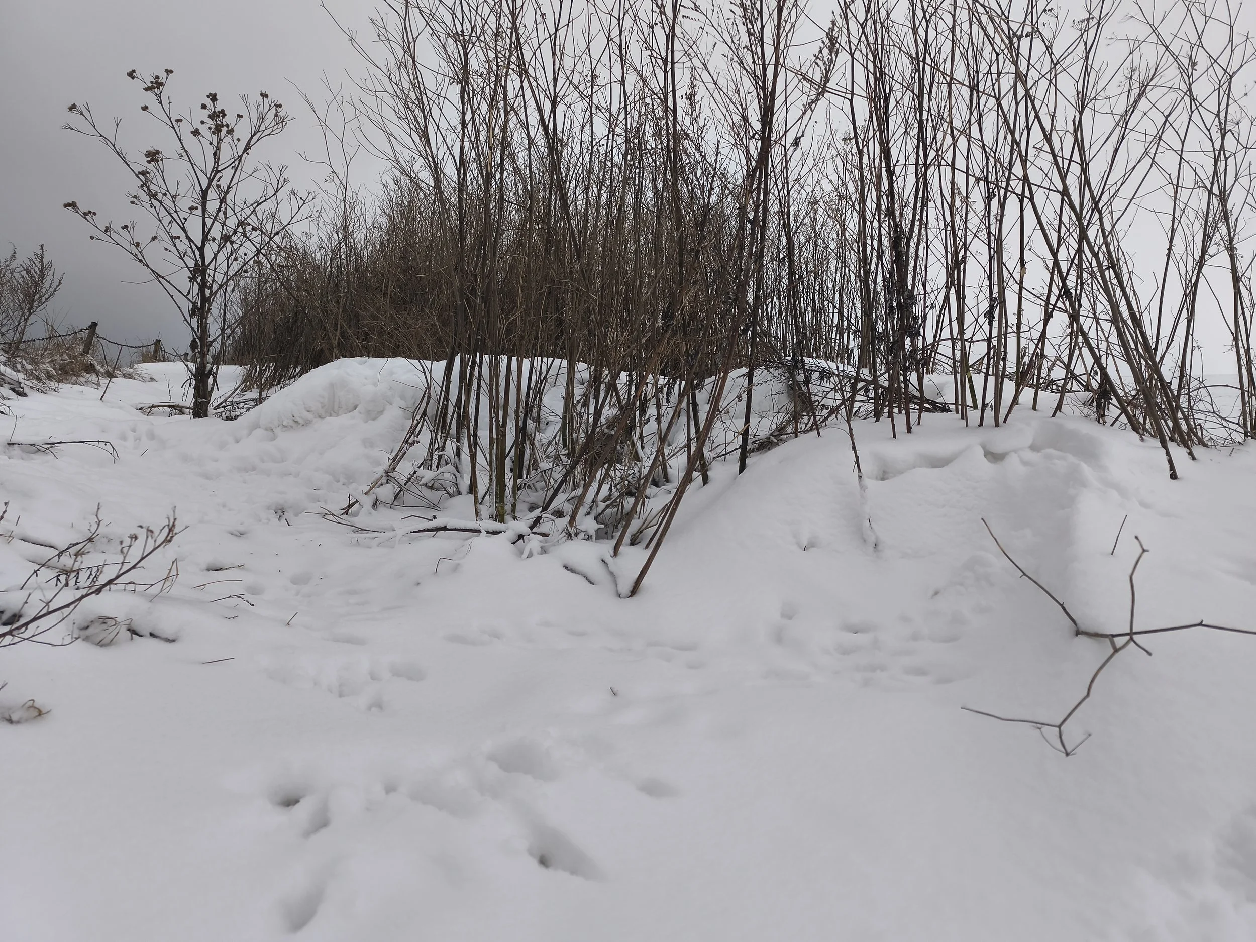Schneewehen im Blühstreifen 
