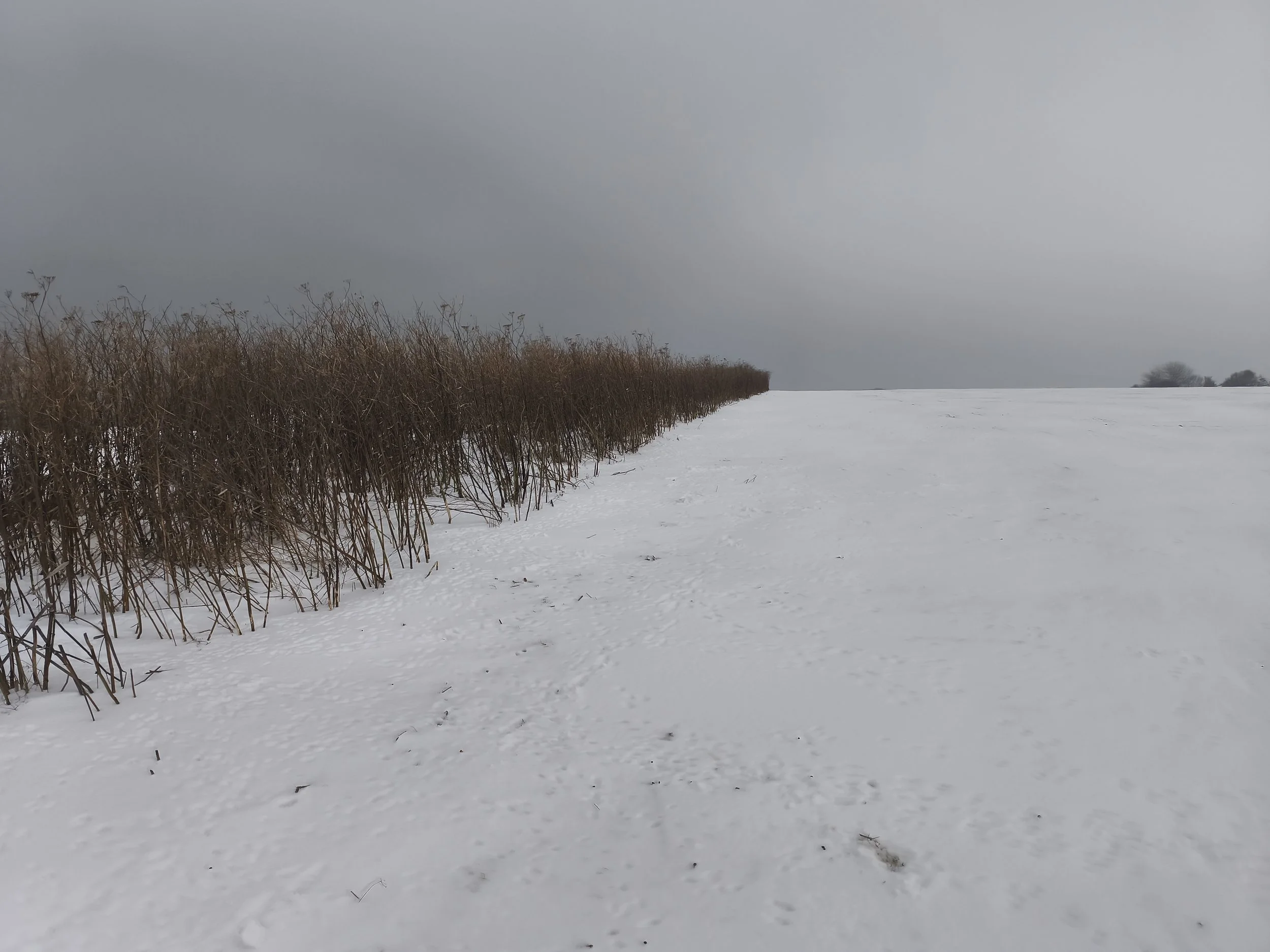 Blühstreifen unter Schnee