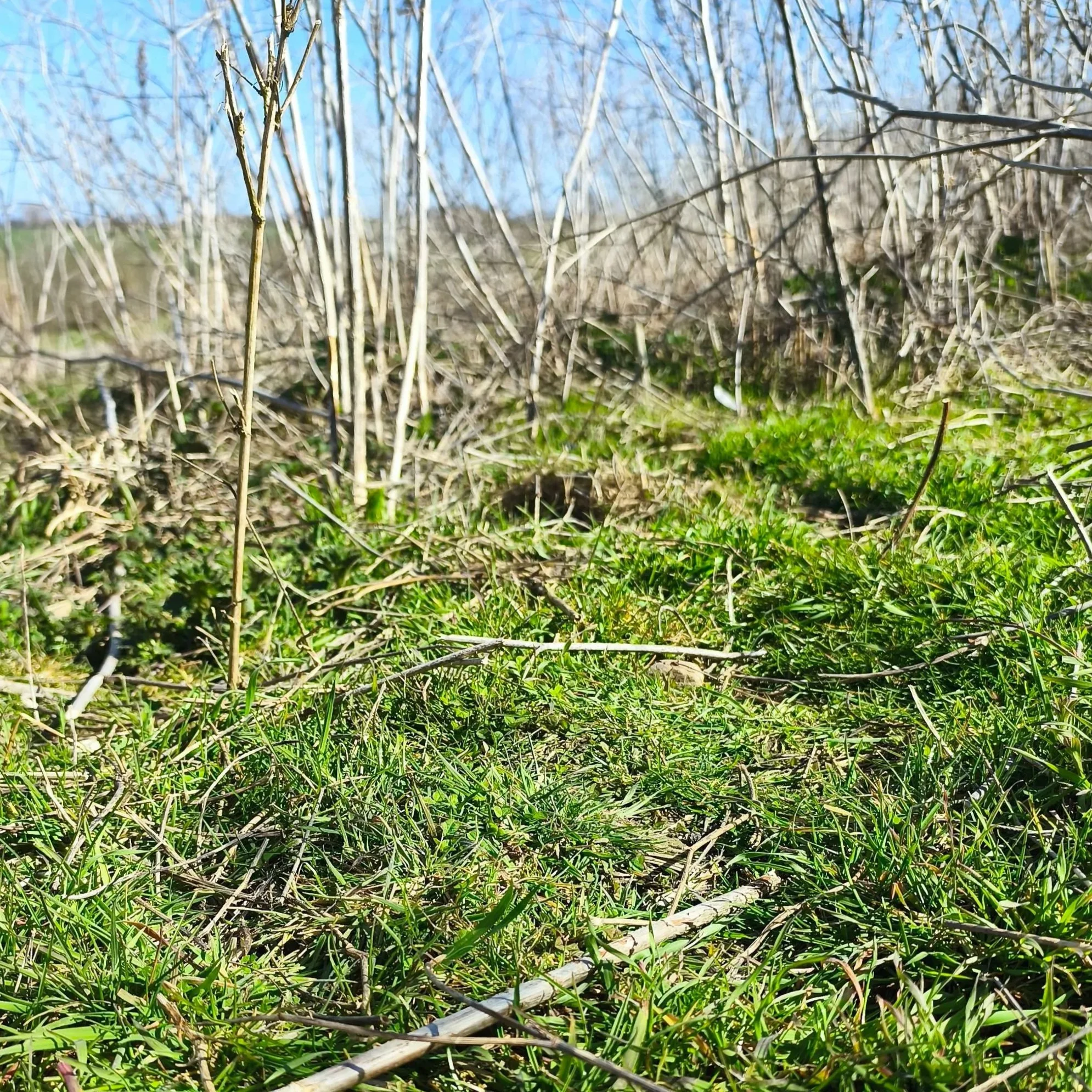 Grasnarbe im Blühstreifen