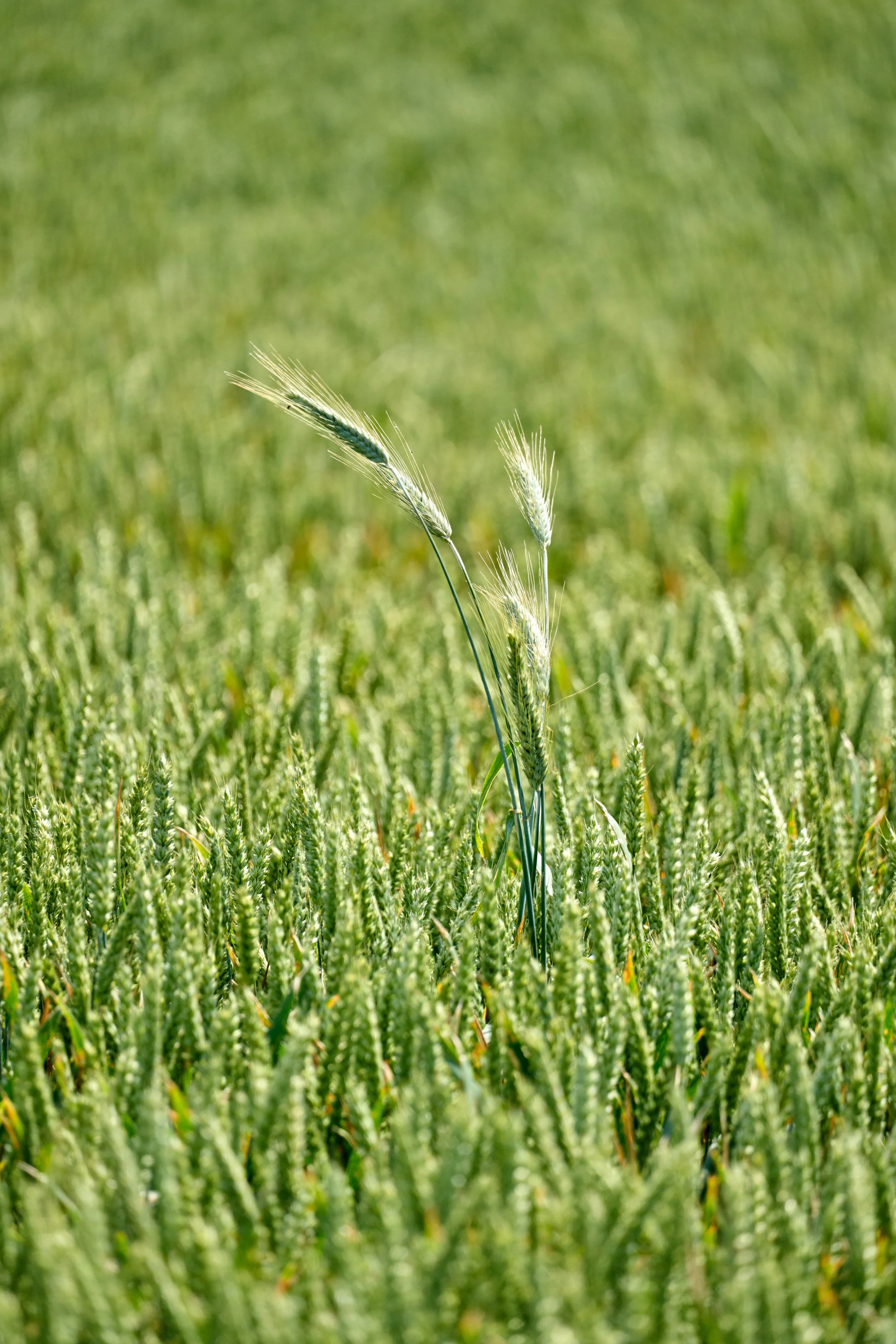 Gräser in einem grünen Feld