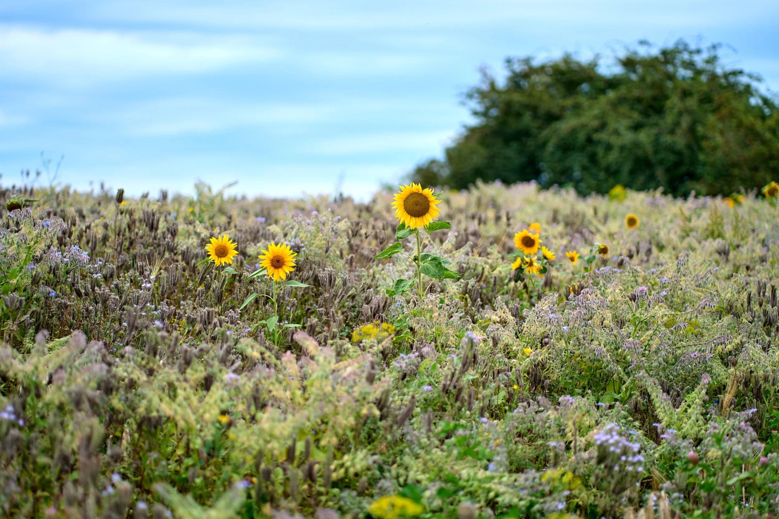 Blühpatenschaft XXL