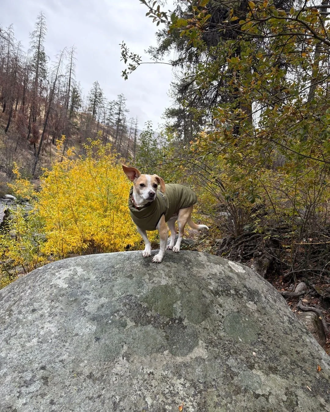 Happy Thanksgiving, Boundary-Similkameen! 

As we gather with family, friends, and neighbours, I&rsquo;m reminded of how much we have to be thankful for &mdash; from our local farmers who fill our tables with the harvest of the season, to the volunte