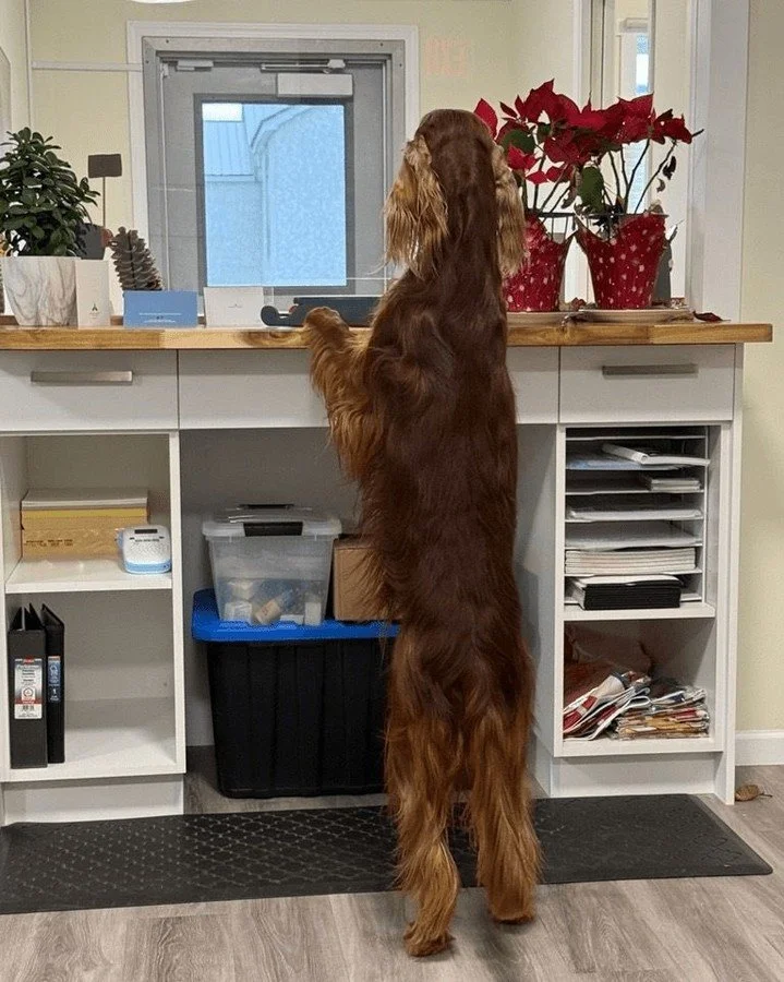 We&rsquo;ve got a new staff member helping out at reception today 🐶
Excellent listener, strong morale booster, and takes constituent services very seriously. 

Always nice to have a reminder that our office is a welcoming place for everyone. 🐾