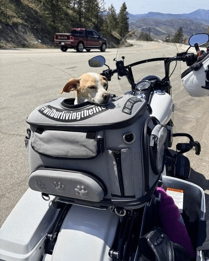 Motorcycle season is almost here, and my co-pilot is ready. 🐾🏍️

As riders return to the roads, this is a good reminder for all of us to slow down, look twice, and share the road. Motorcycles are smaller, easier to miss, and far more vulnerable in 