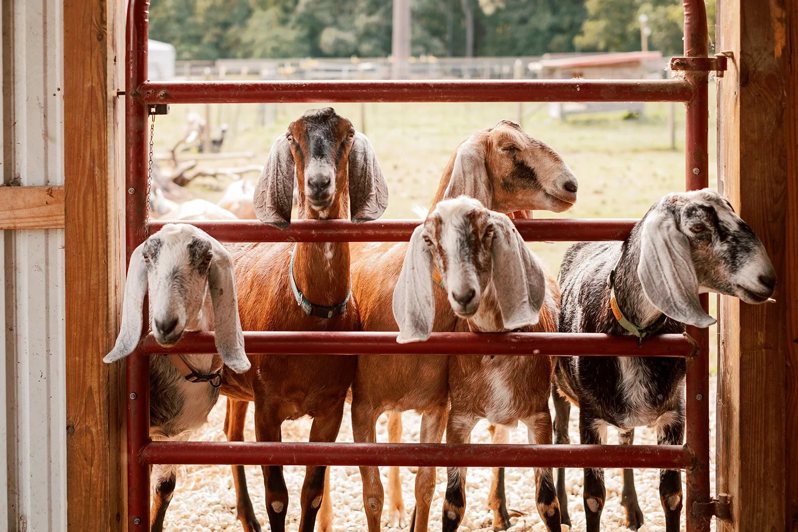 Hank E. Panky Farms | Selma, NC Branding Photography Session