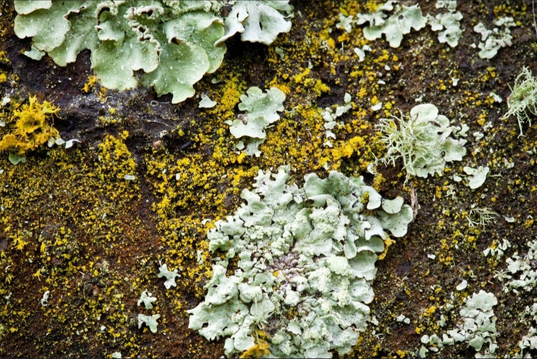 Lichens.jpg