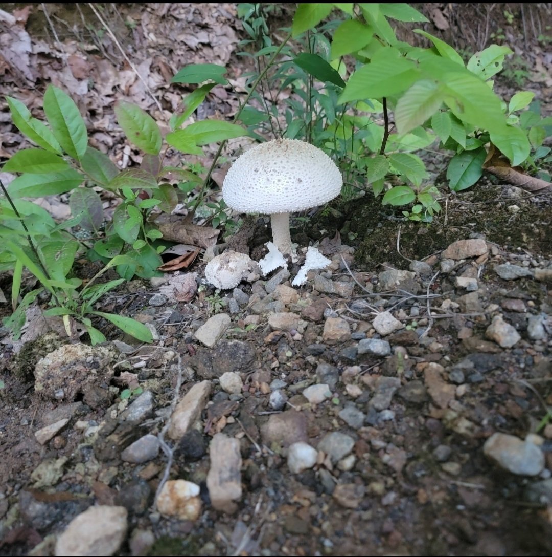 Mushroom #2.jpg
