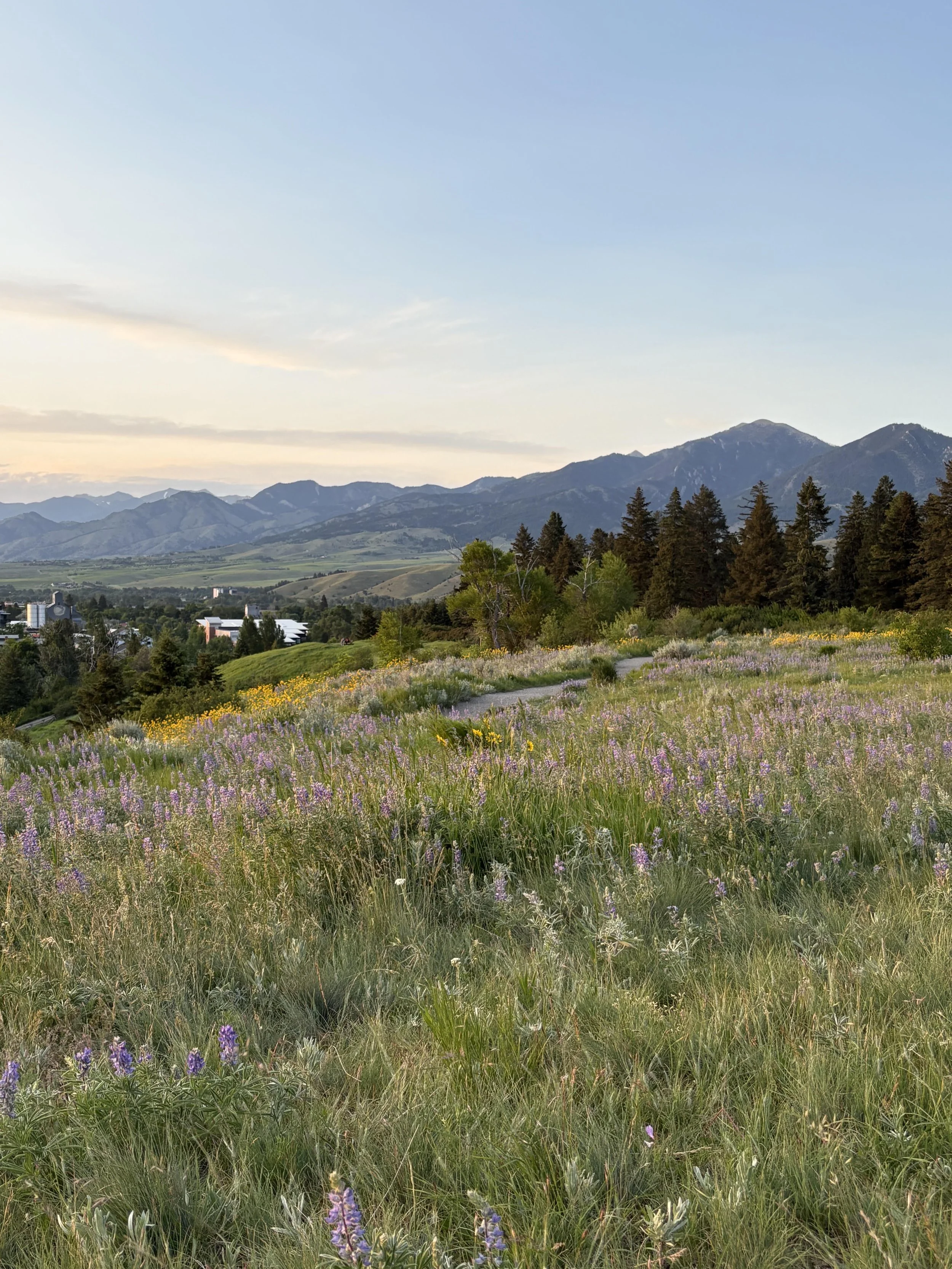 Wildflower meadow trail on Peets Hill overlooking downtown Bozeman, Montana with the Bridger Mountains at sunset