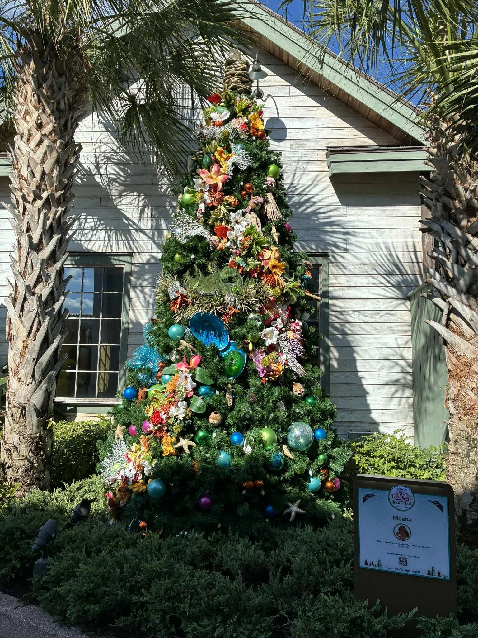 tree stroll moana 2.jpg