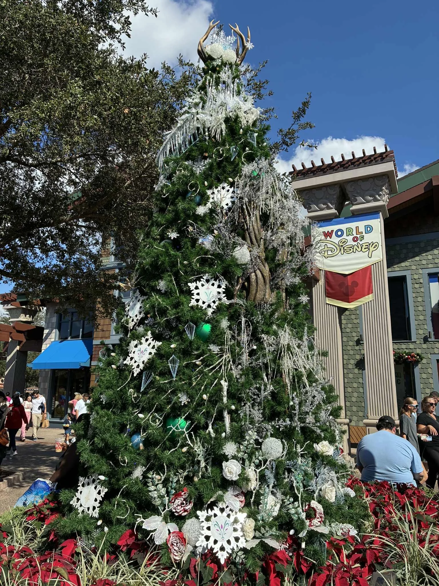 tree stroll frozen.jpg