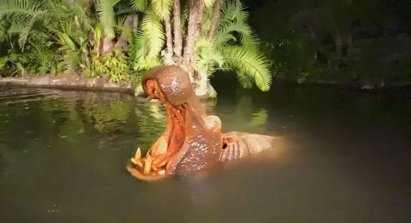 jungle cruise hippo.JPG