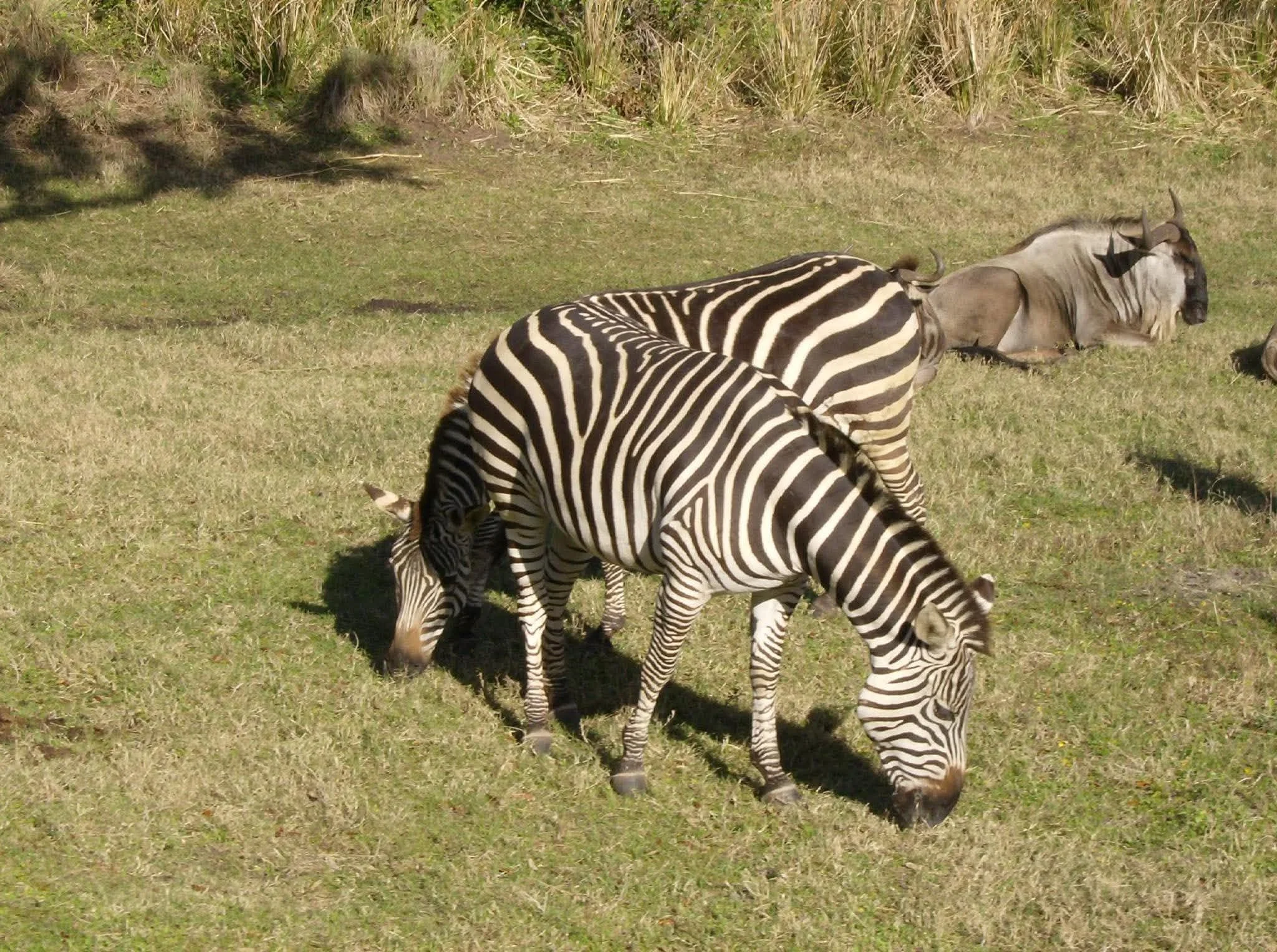kilimanjaro zebra.jpg
