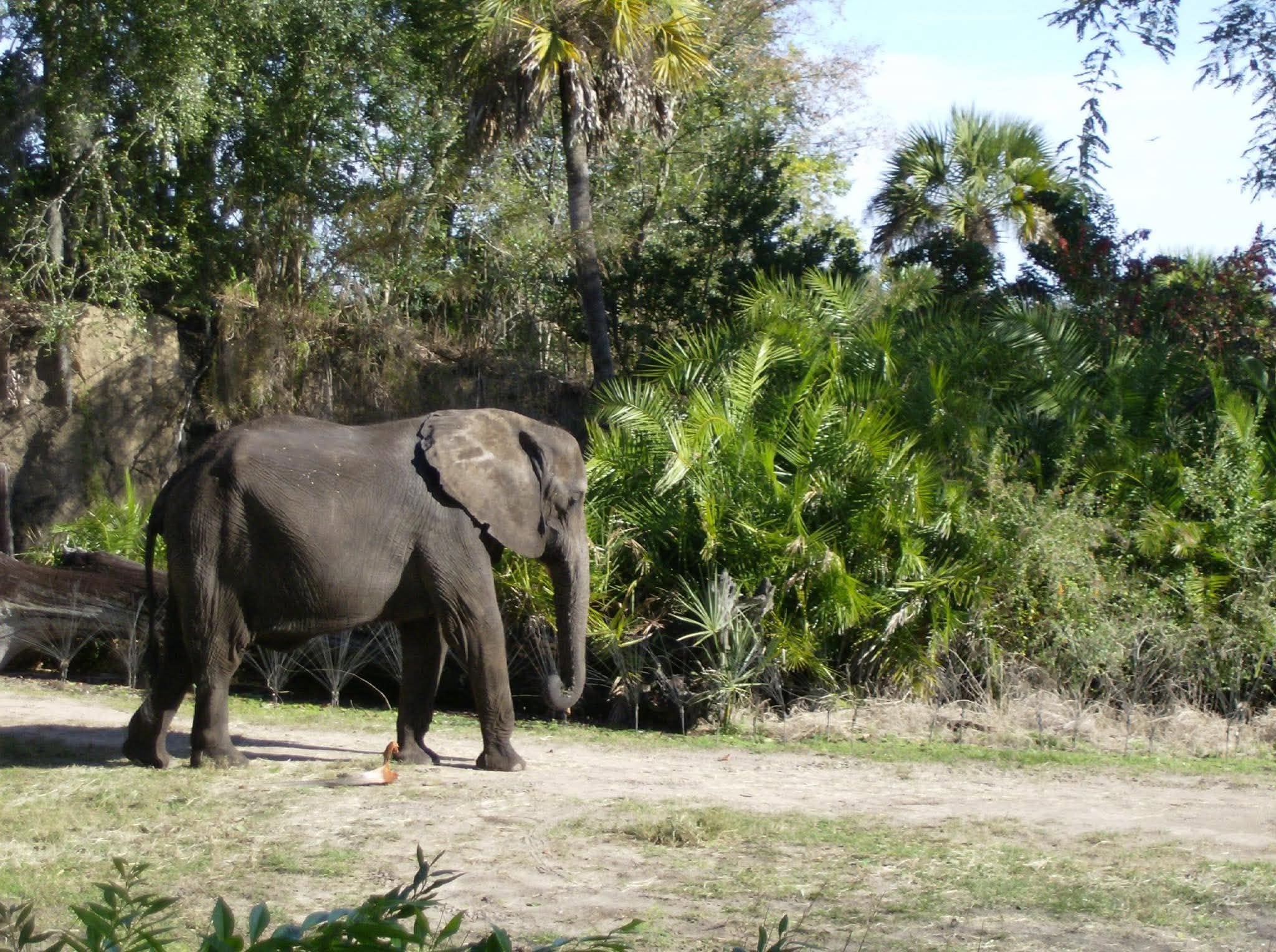 kilimajaro elephant.jpg
