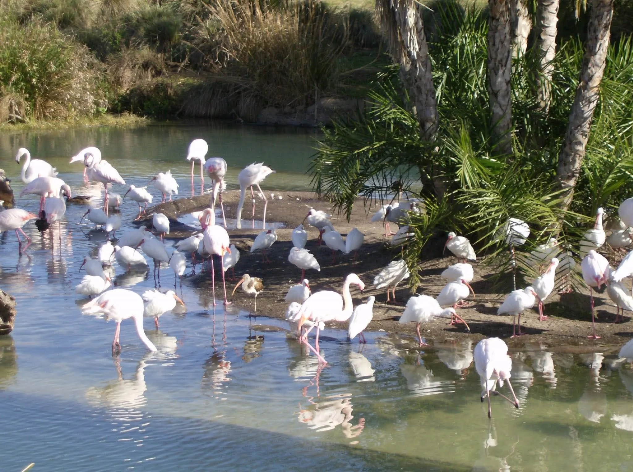 kiimanjaro flamingos.jpg