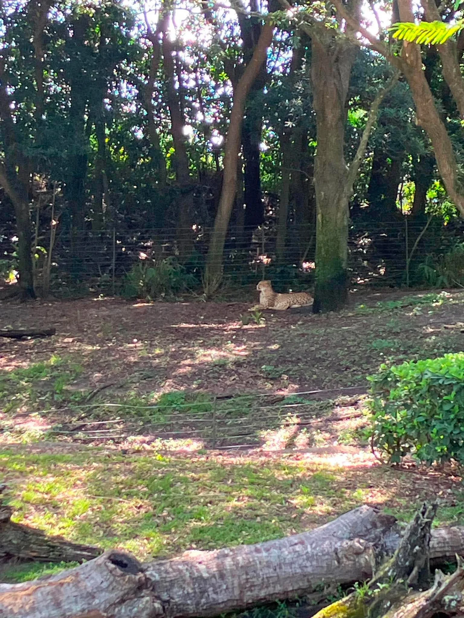 kilimanjaro cheetah.jpg