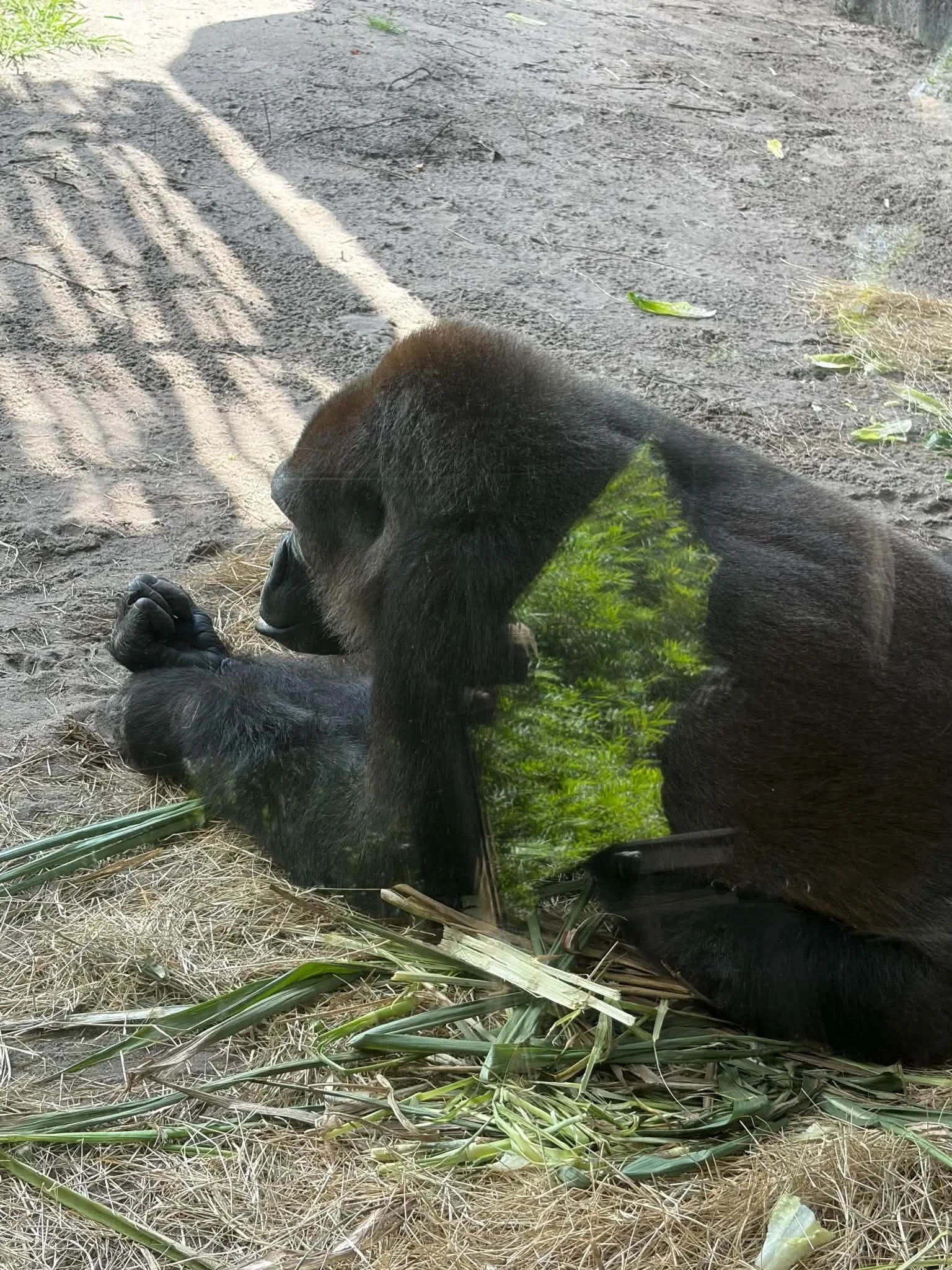 Gorilla.jpg