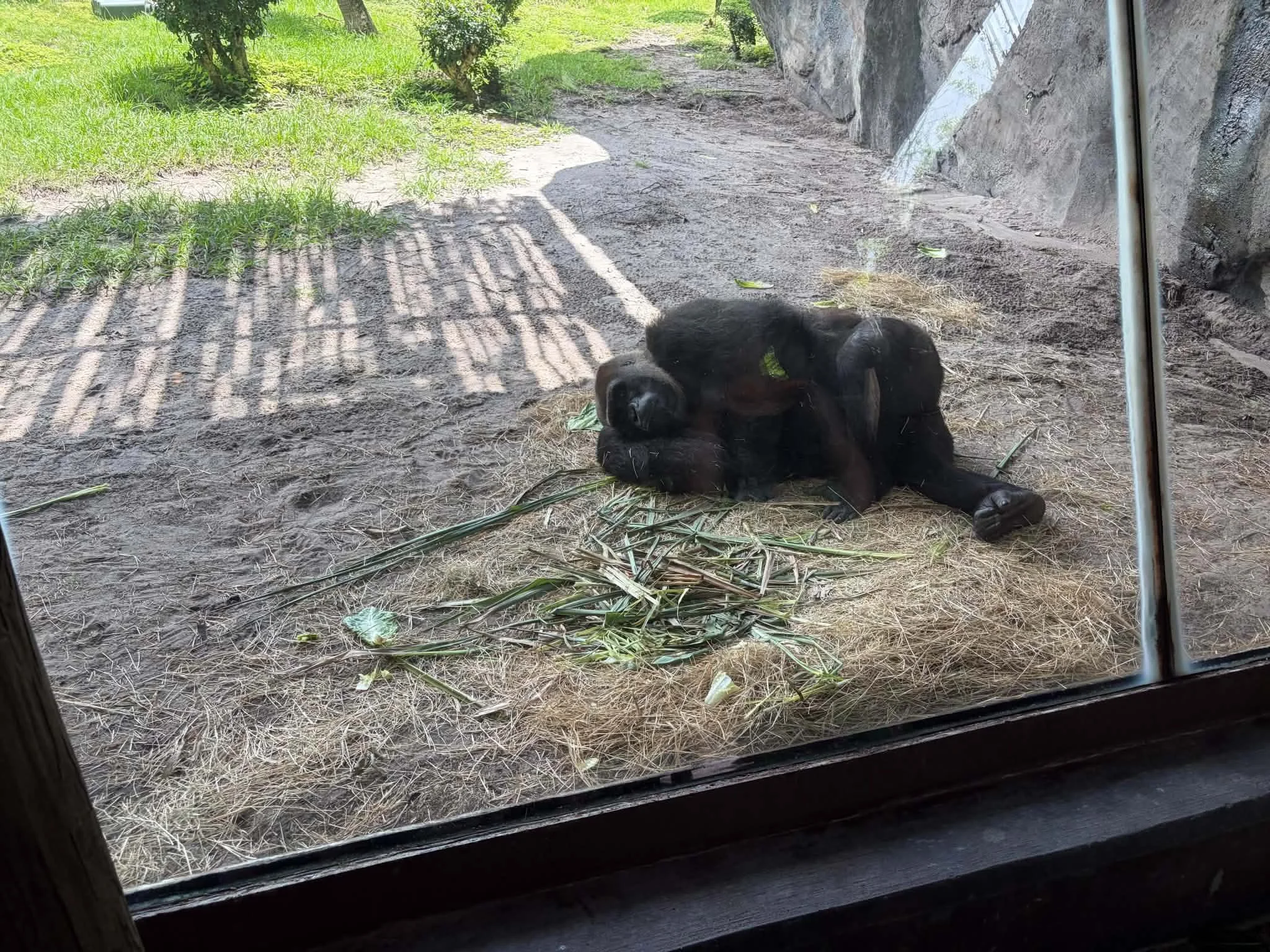 gorilla1.jpg