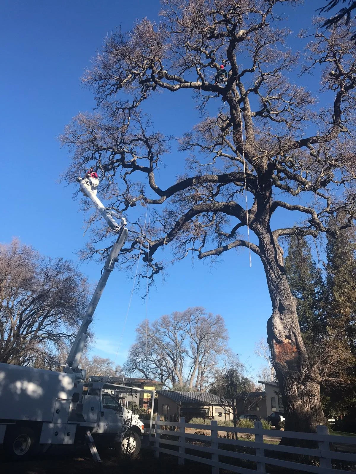 Tree pruning and removal in contra costa county, concord,pleasant hill, Alamo, san Ramon, Danville 