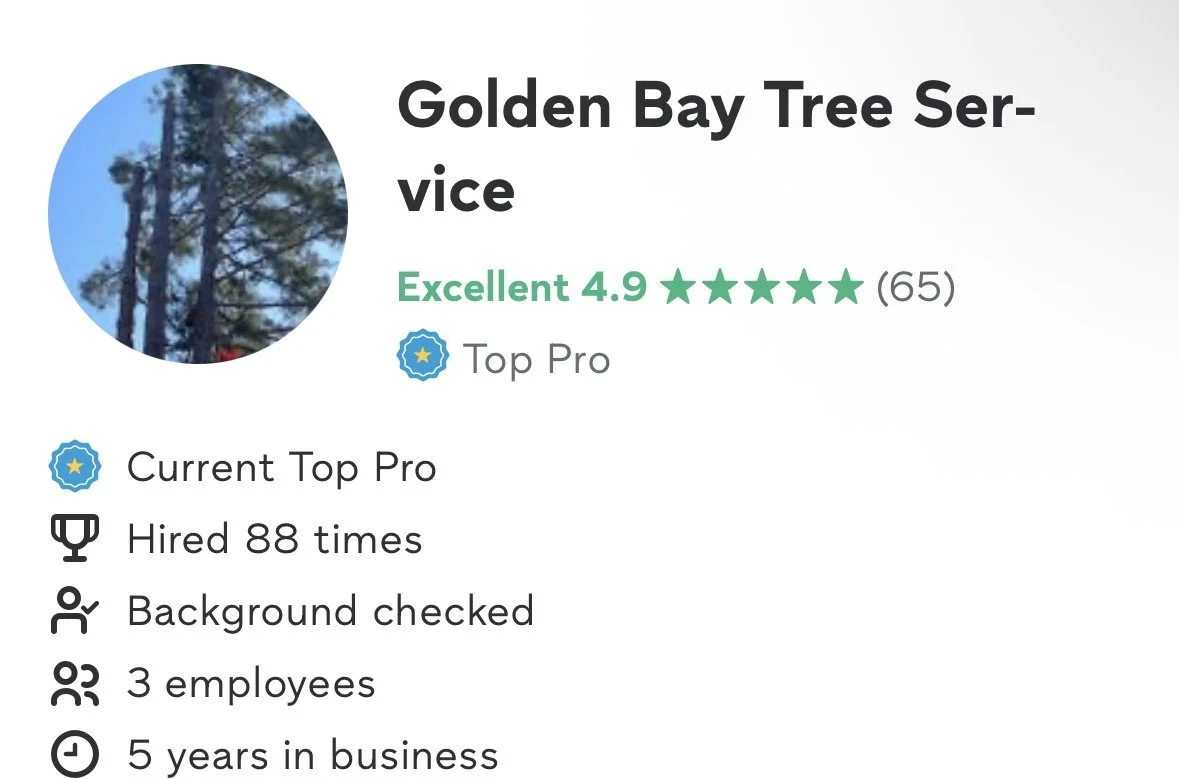 Business profile for Golden Bay Tree Service showing a circular image of a tree, with a 4.9-star rating from 65 reviews, a Top Pro badge, and details that include being a current Top Pro, hired 88 times, background checked, having 3 employees, and 5 years in business.
