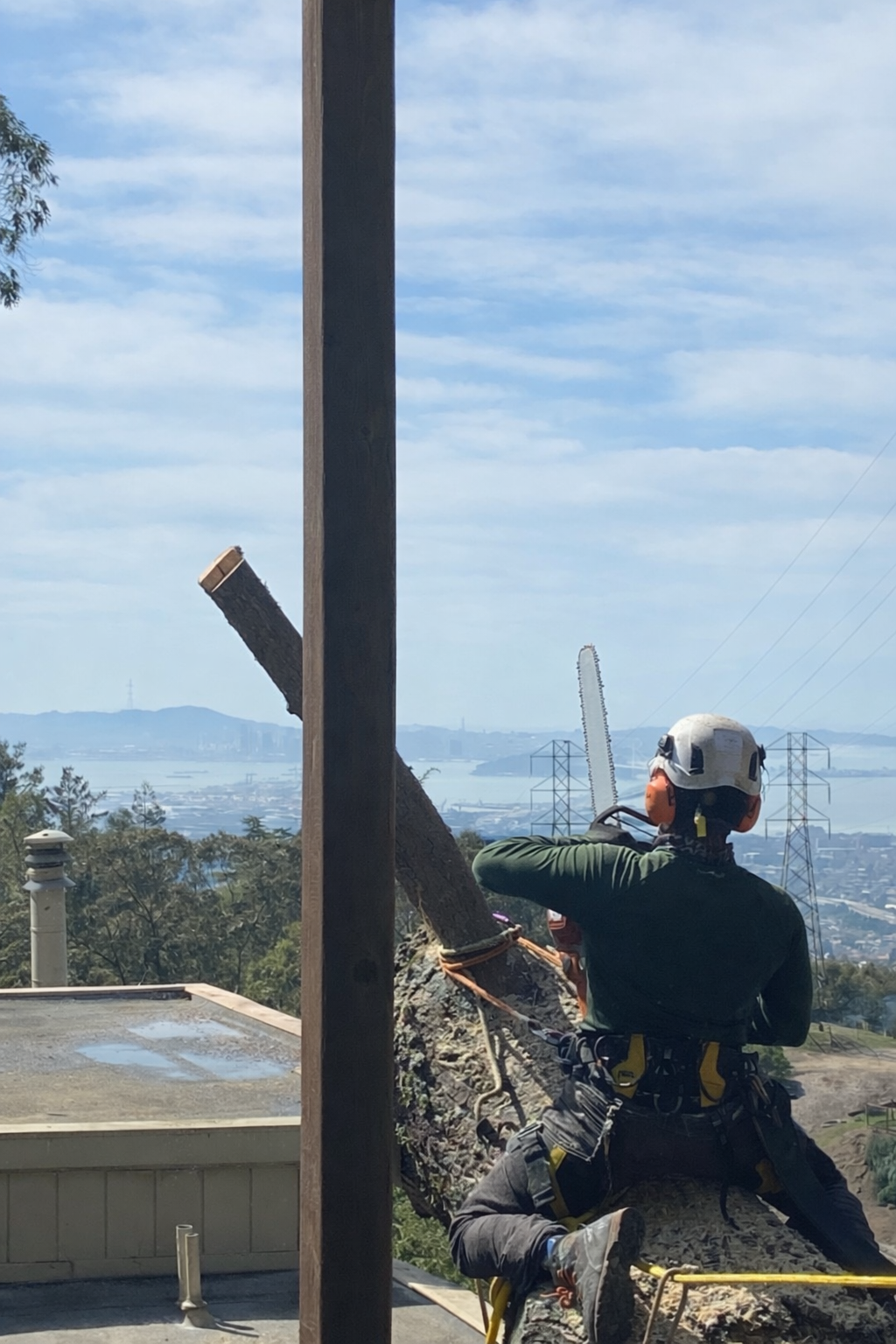A worker wearing a helmet and safety gear cuts a large tree branch that is secured to a tree with ropes, with a cityscape, hills, and power lines in the background.