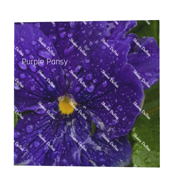Purple Pansy Canvas Photo