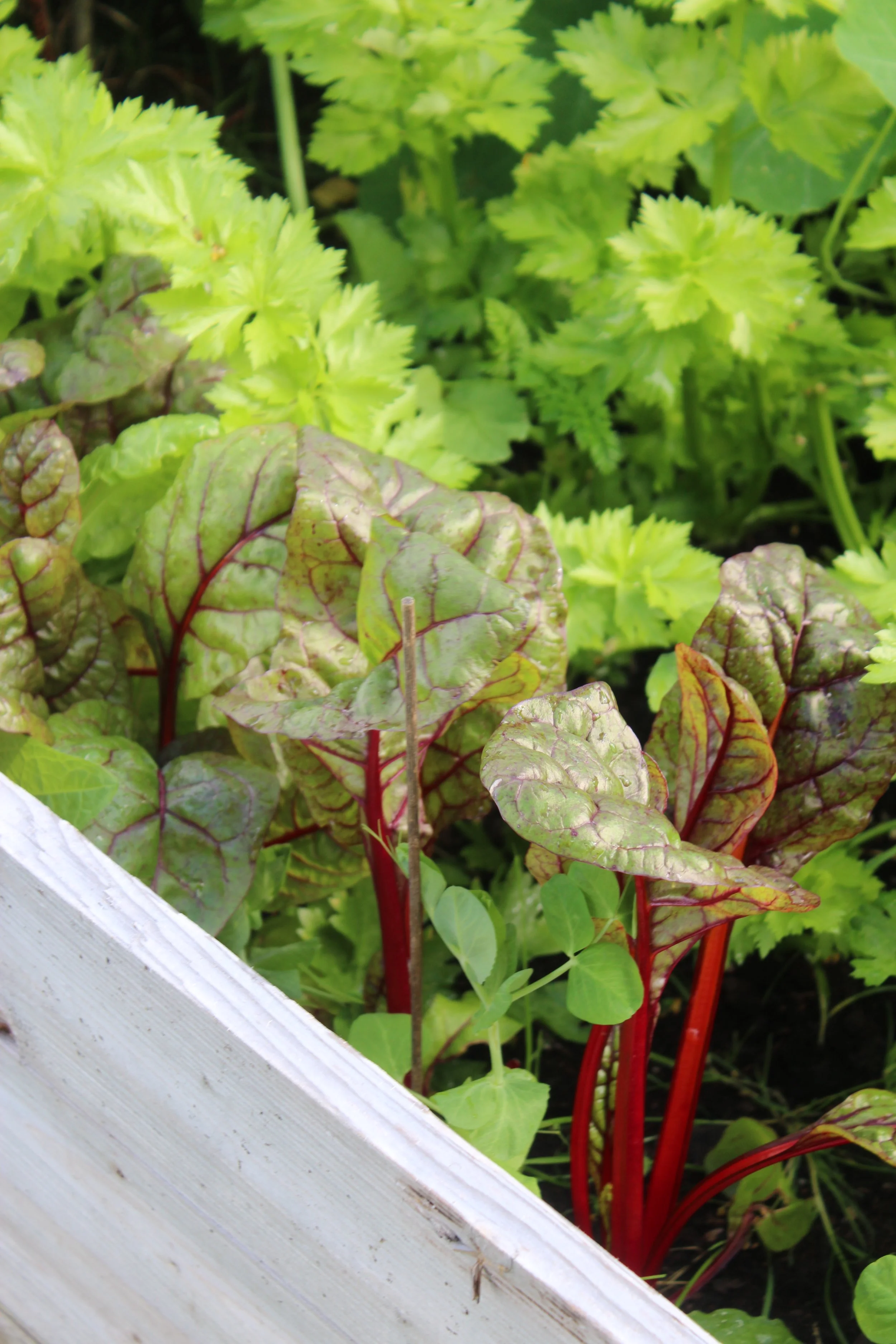 Odlingsdagbok 19 november