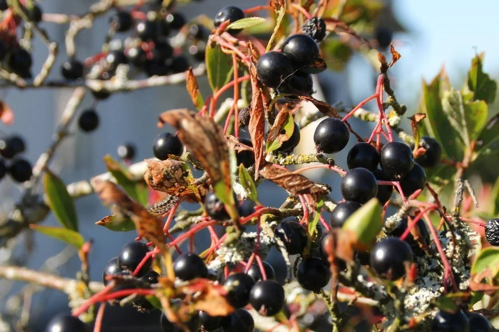 Aronia bär
