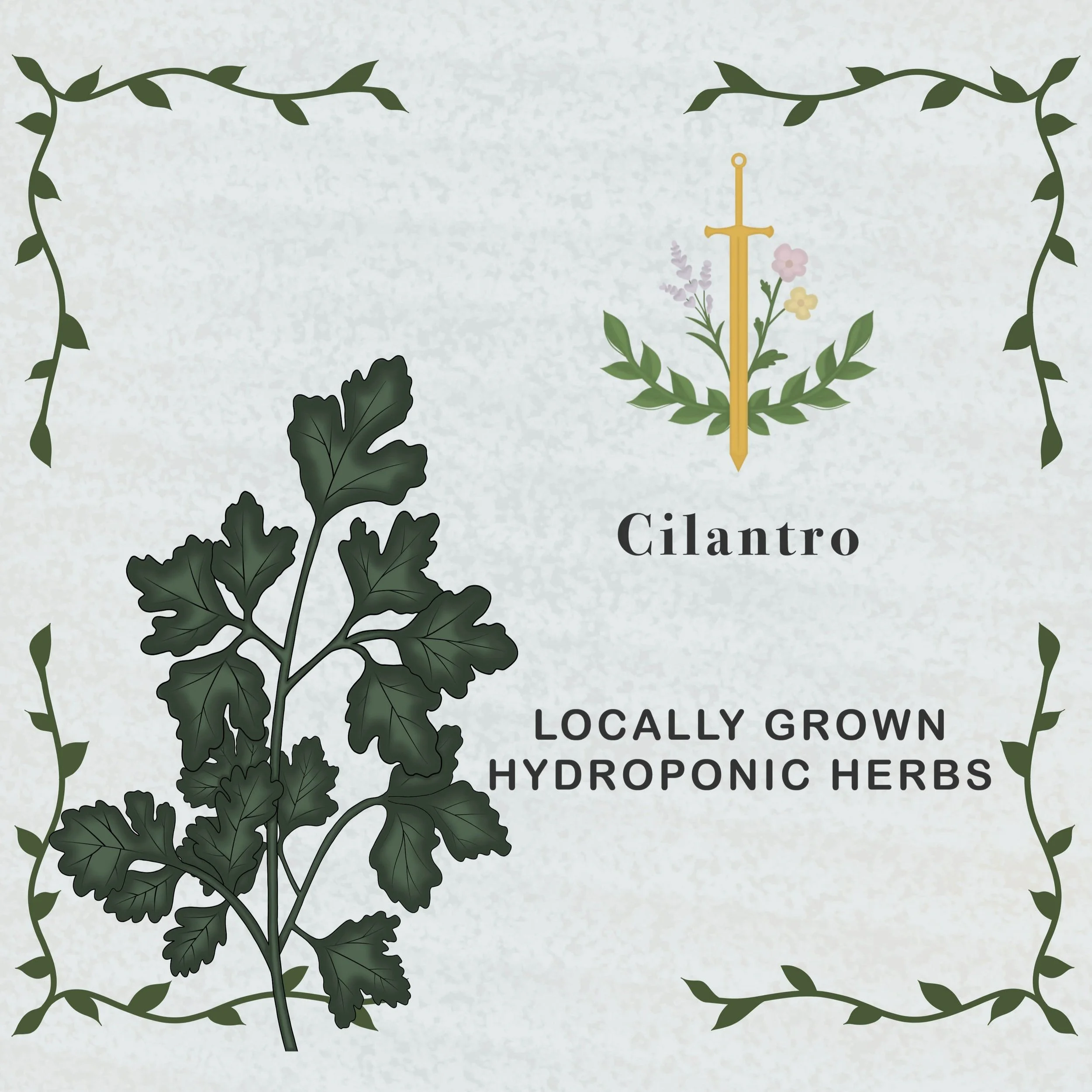 Cilantro (Slow Bolting)