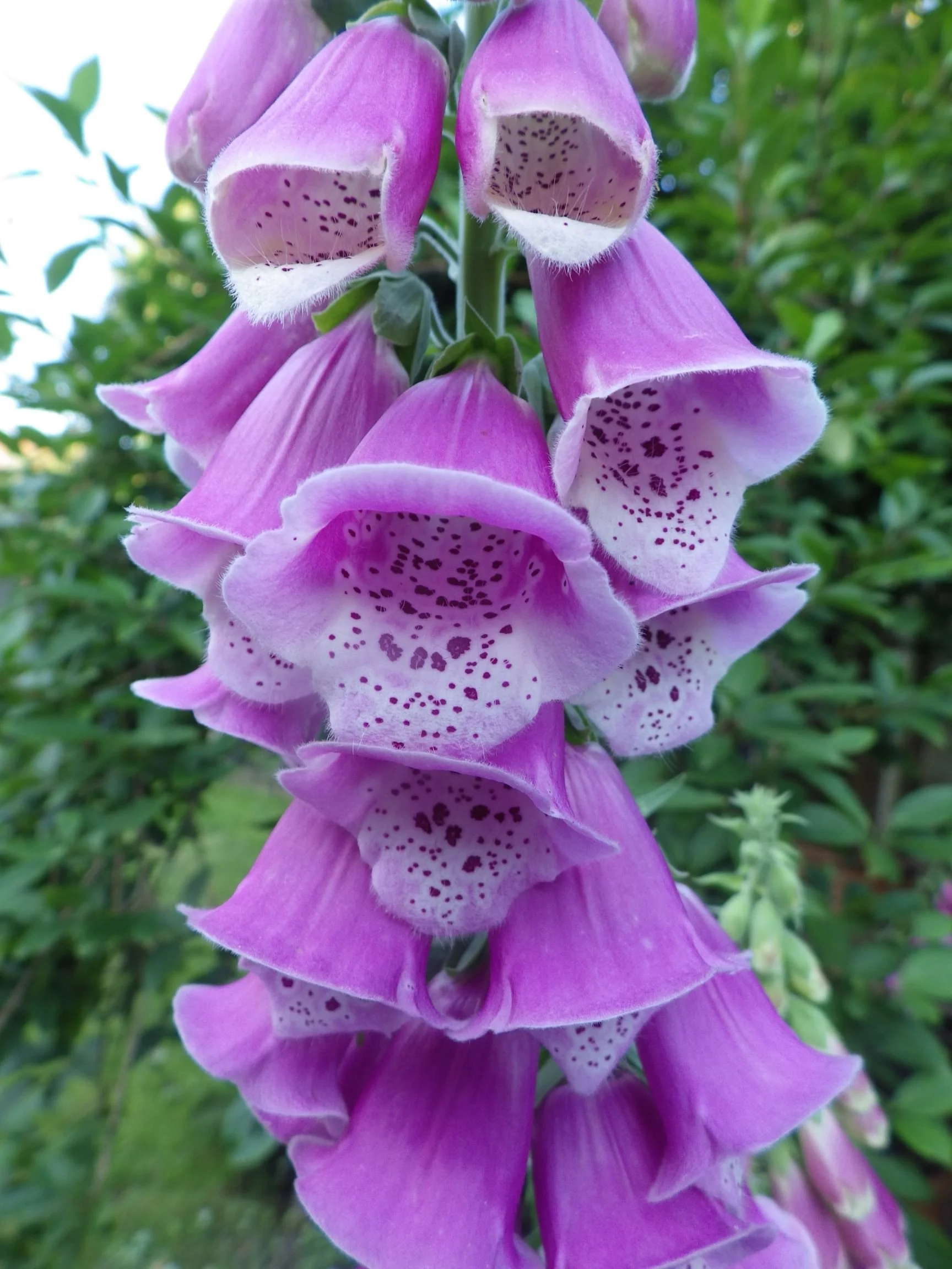 Foxglove "Digitalis Purpurea"