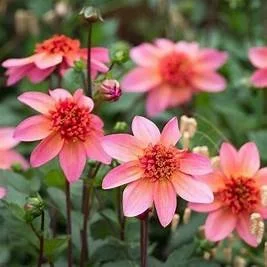 Dahlia "Totally Tangerine"