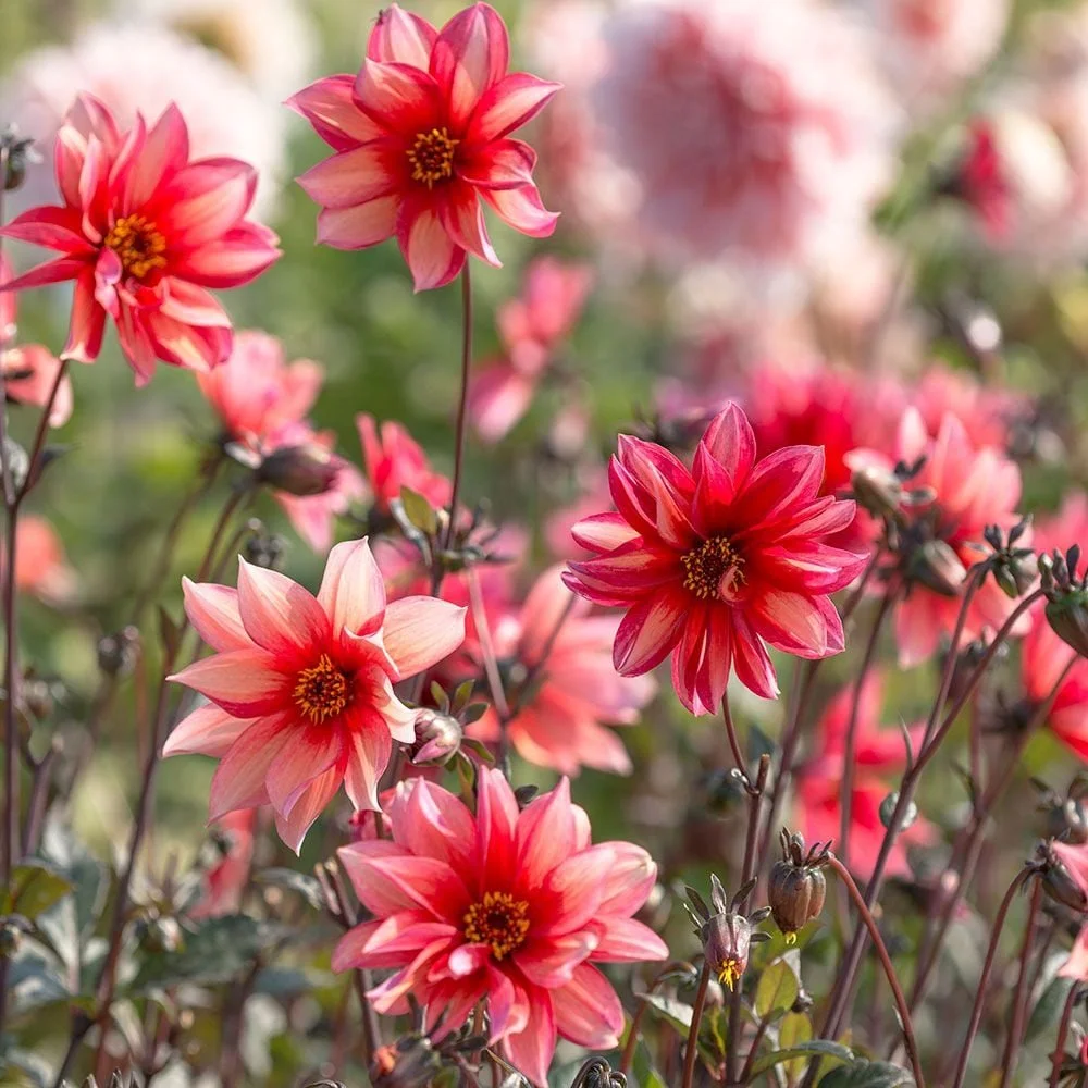 Dahlia "Waltzing Matilda"