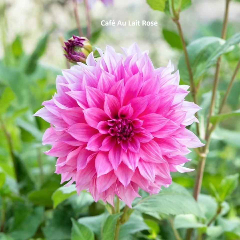 Dahlia "Cafe Au Lait Rose"