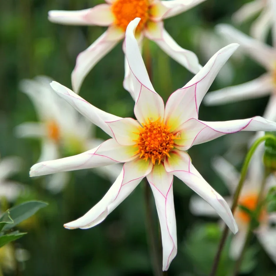Dahlia "Honka Fragile"