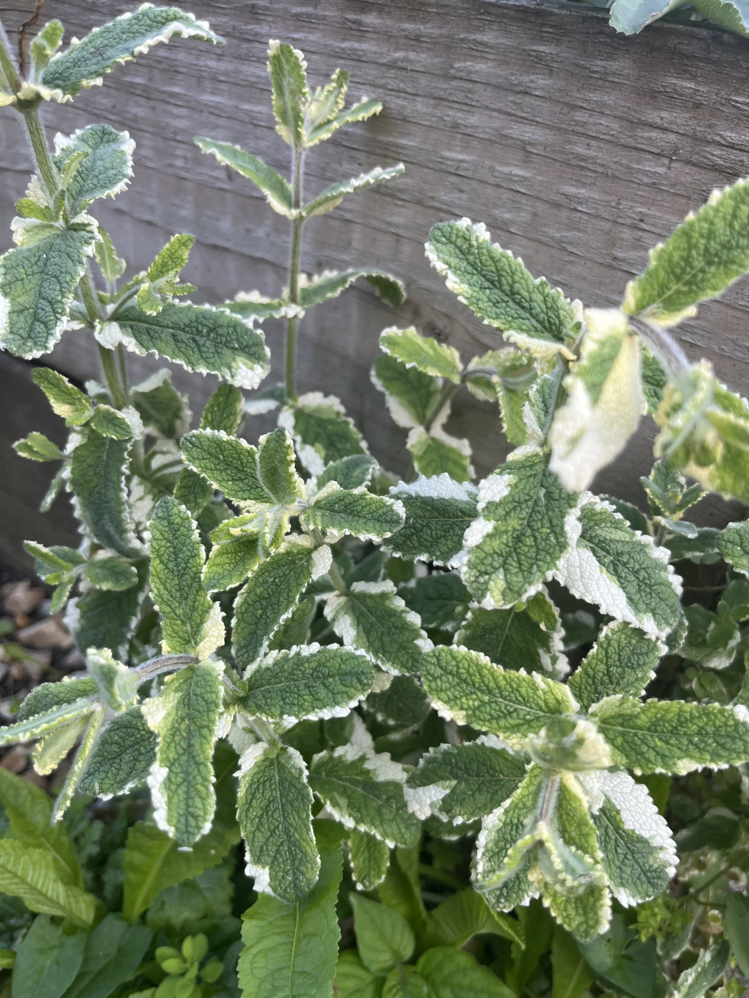 Variegated Apple Mint “Mentha suaveolens”