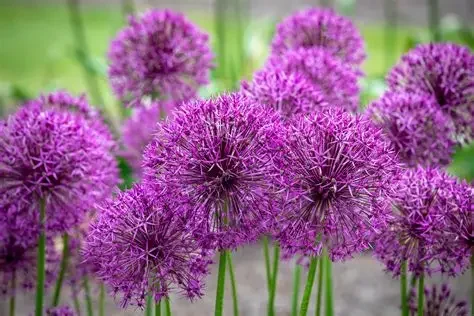 Allium PR.webp