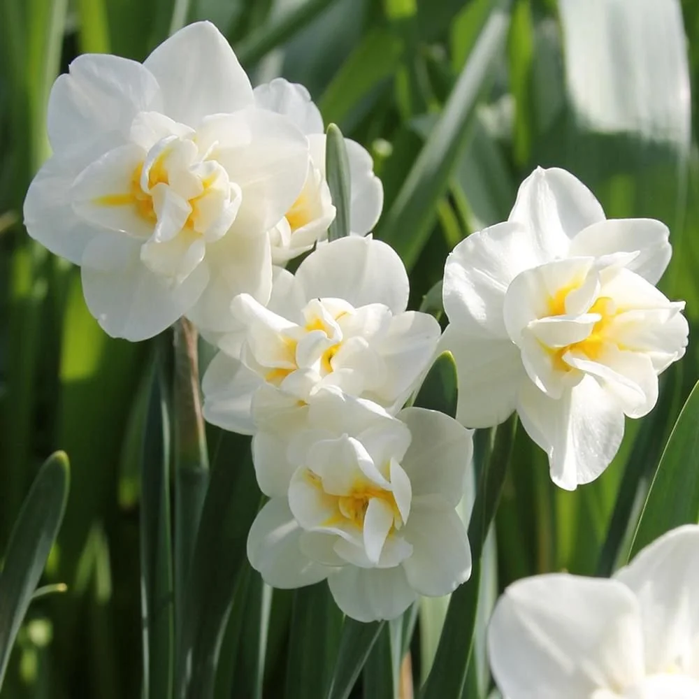 Narcissus "Cheerfulness"  x 10 bulbs